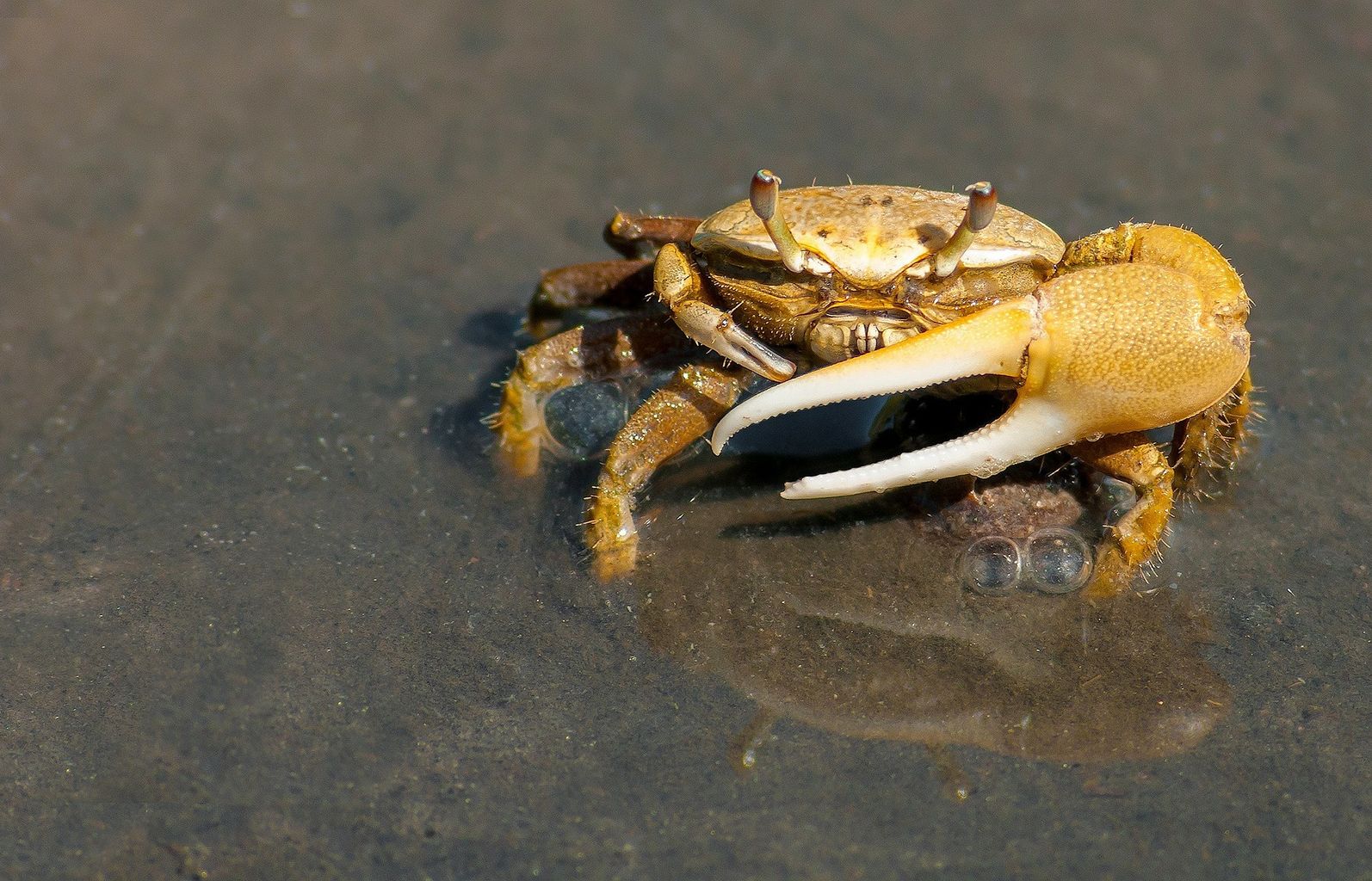 environmental-groups-investigate-dead-crabs-washing-up-along-teesside-coast