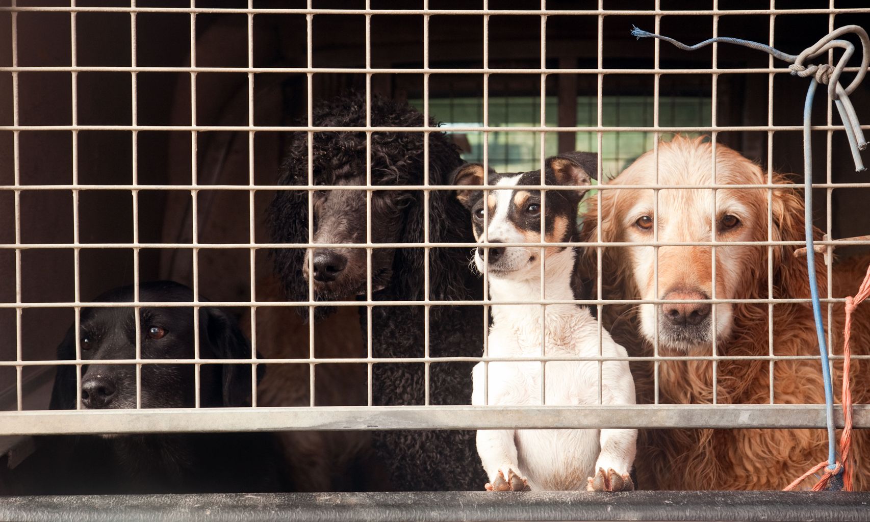 New offence to tackle dog theft moves step closer