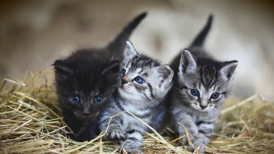kittens