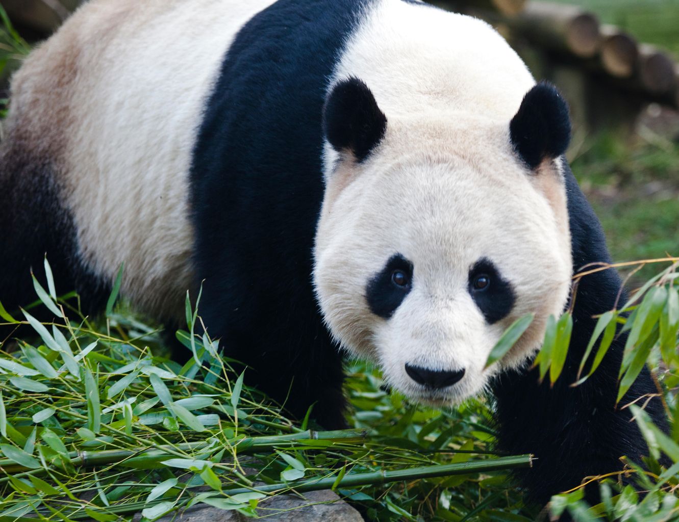 Two giant pandas at Edinburgh Zoo will stay for another two years