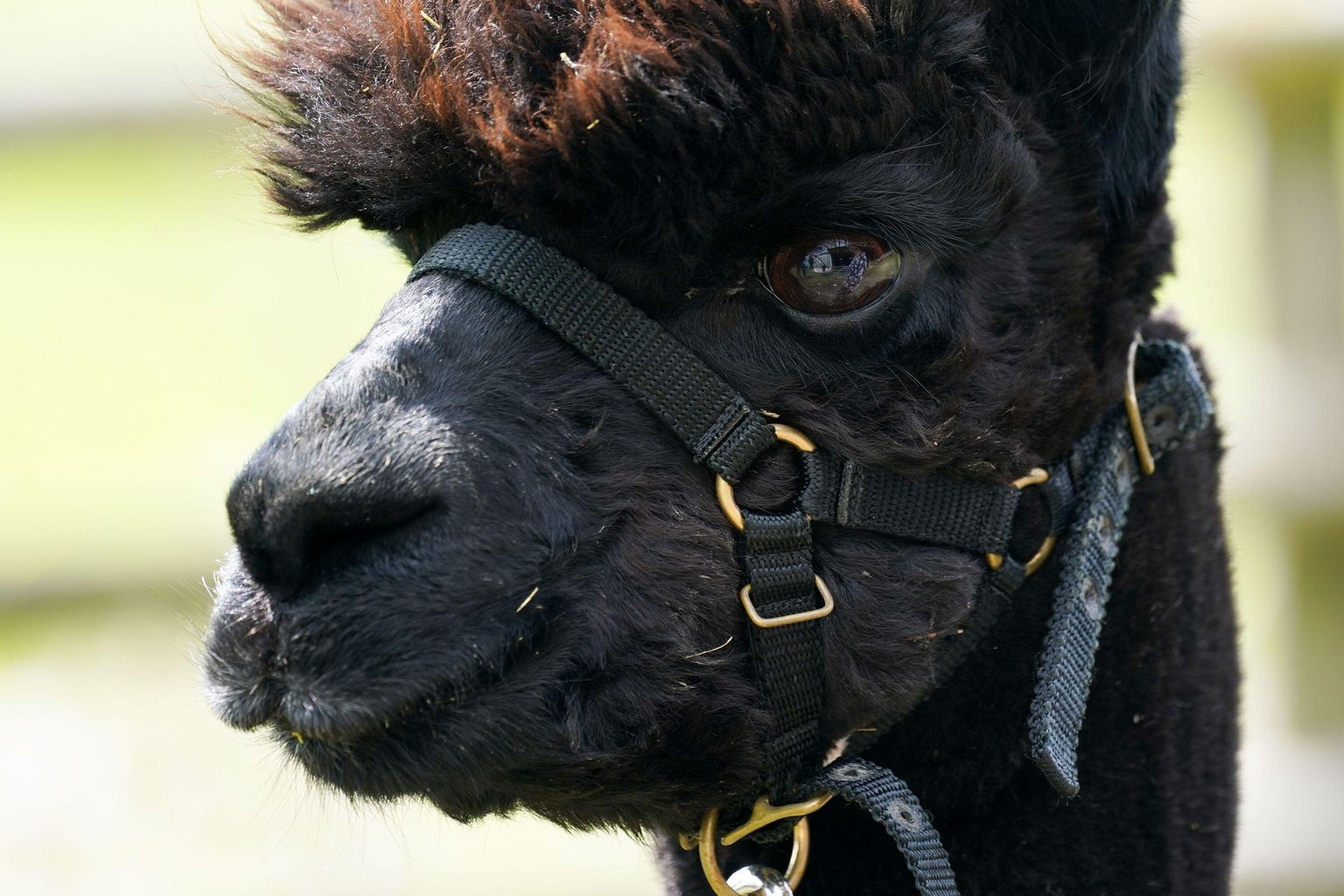 Geronimo The Alpaca s Post mortem Test Results Inconclusive geronimo-the-alpaca-s-post-mortem-test-results-inconclusive