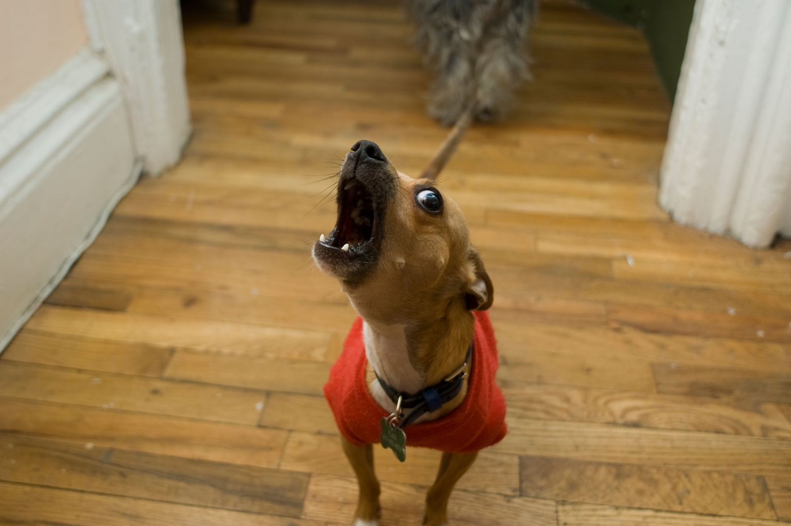 Noise complaints about barking dogs in Cornwall