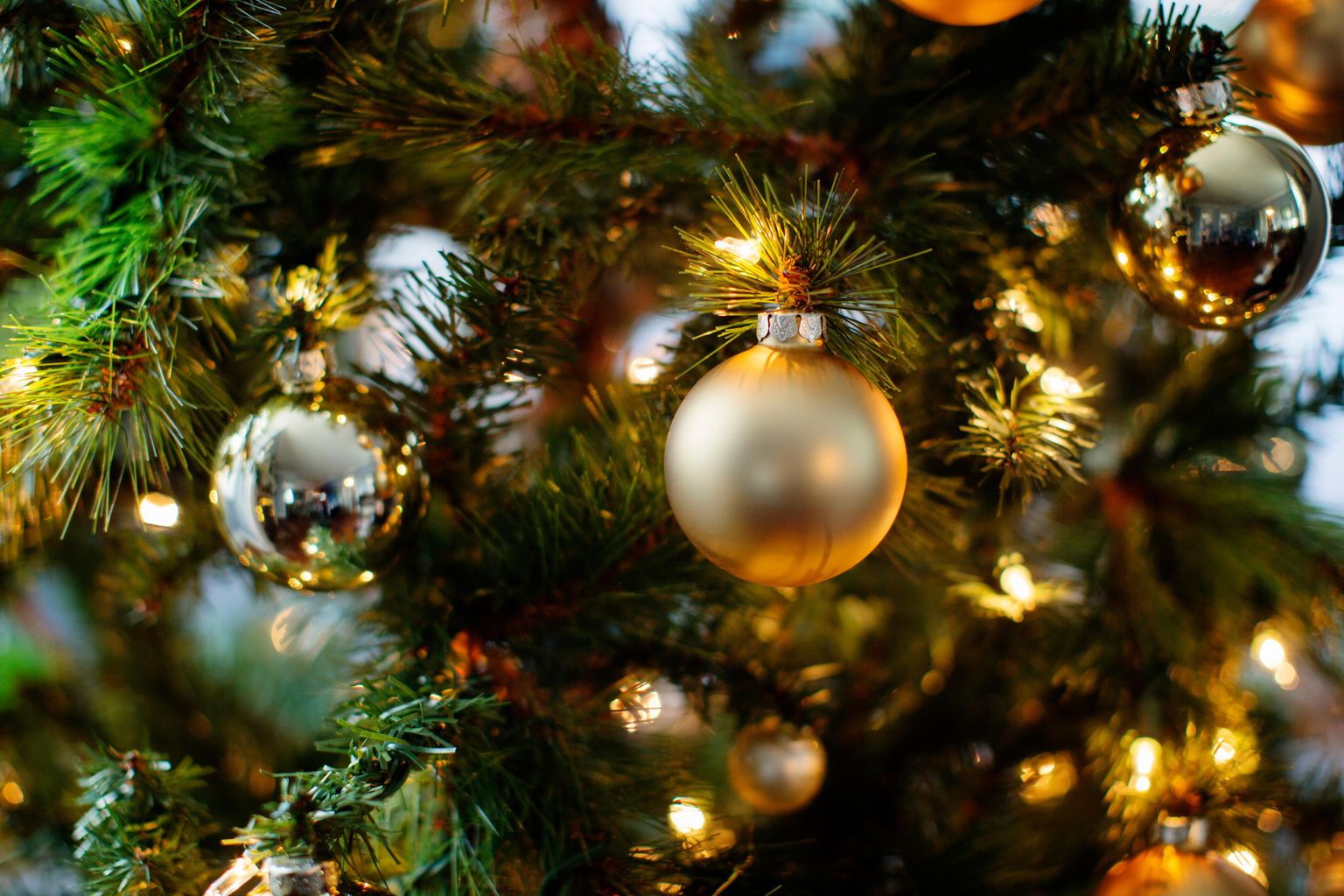 Sussex hospices' collecting Christmas trees in return for donations