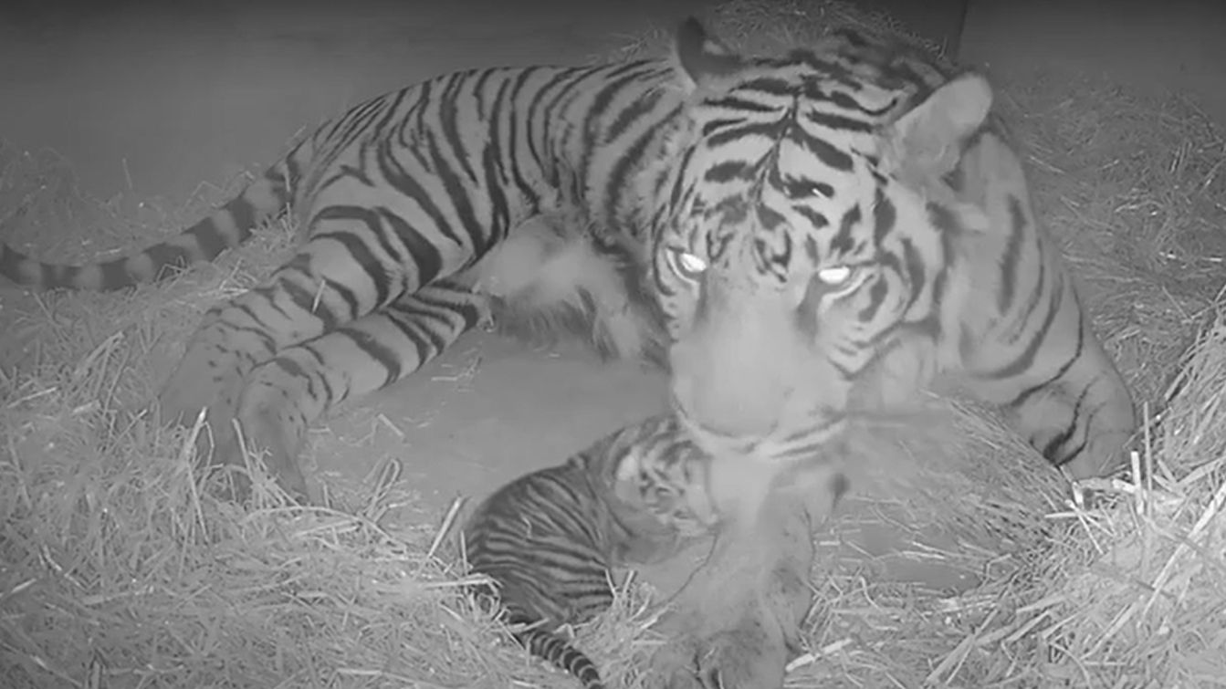 Three Rare Sumatran Tiger Cubs Born at London Zoo