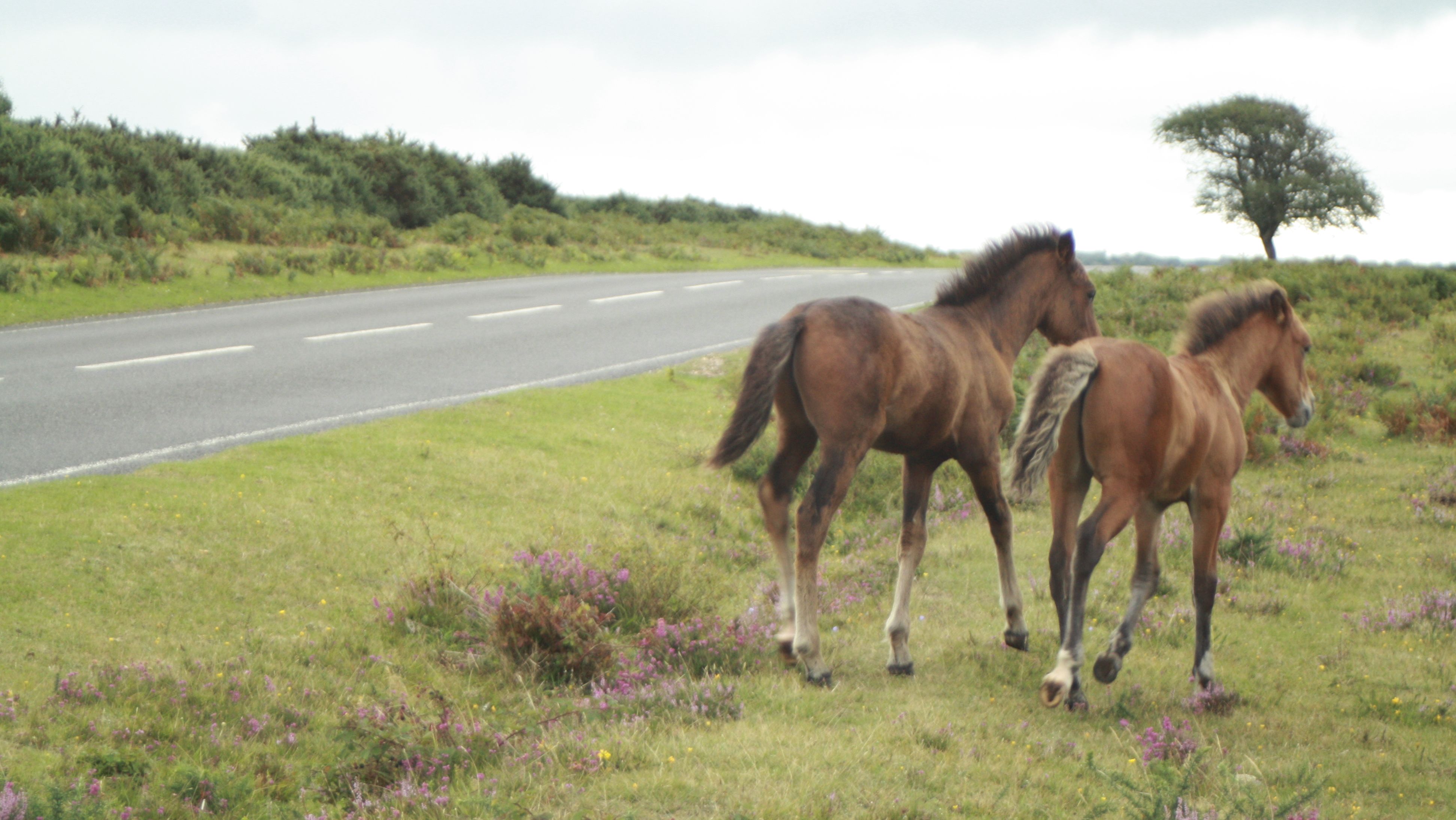 44 animals died on New Forest roads last year