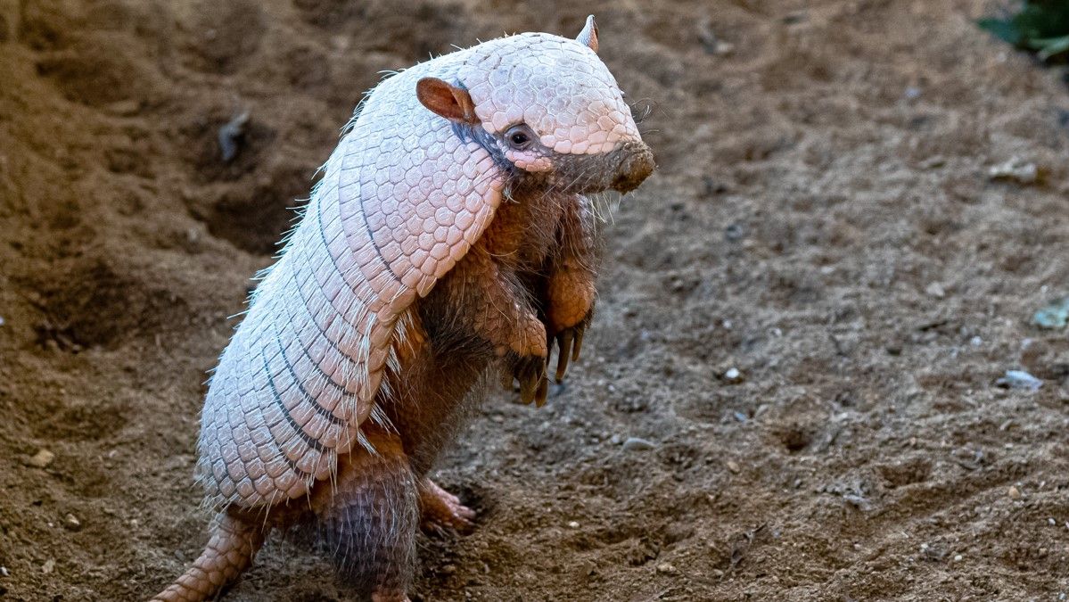 January Diet For Festively Plump Armadillo Twins