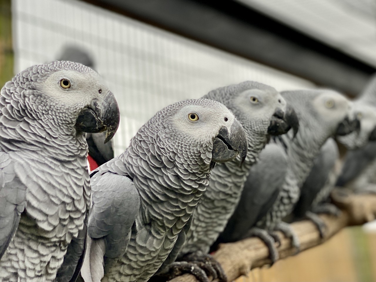 Potty Mouthed Parrots Go On Display At Lincolnshire Wildlife Park ...