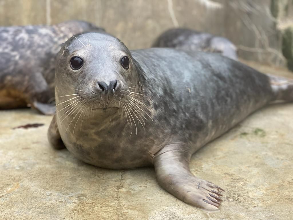 From rescue to release: Injured seal pup back in the wild in Cornwall