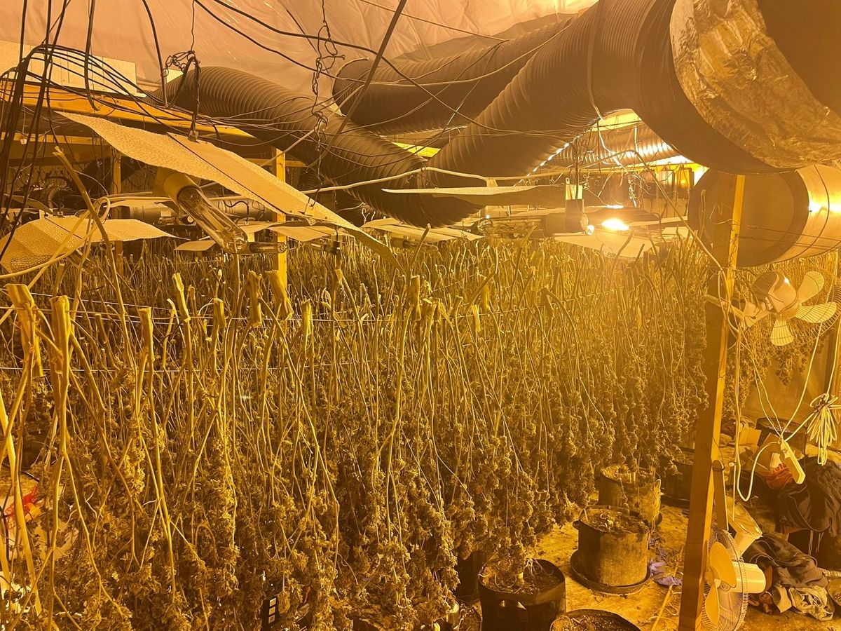 Two men have been charged after £1.3m worth of cannabis was seized in ...