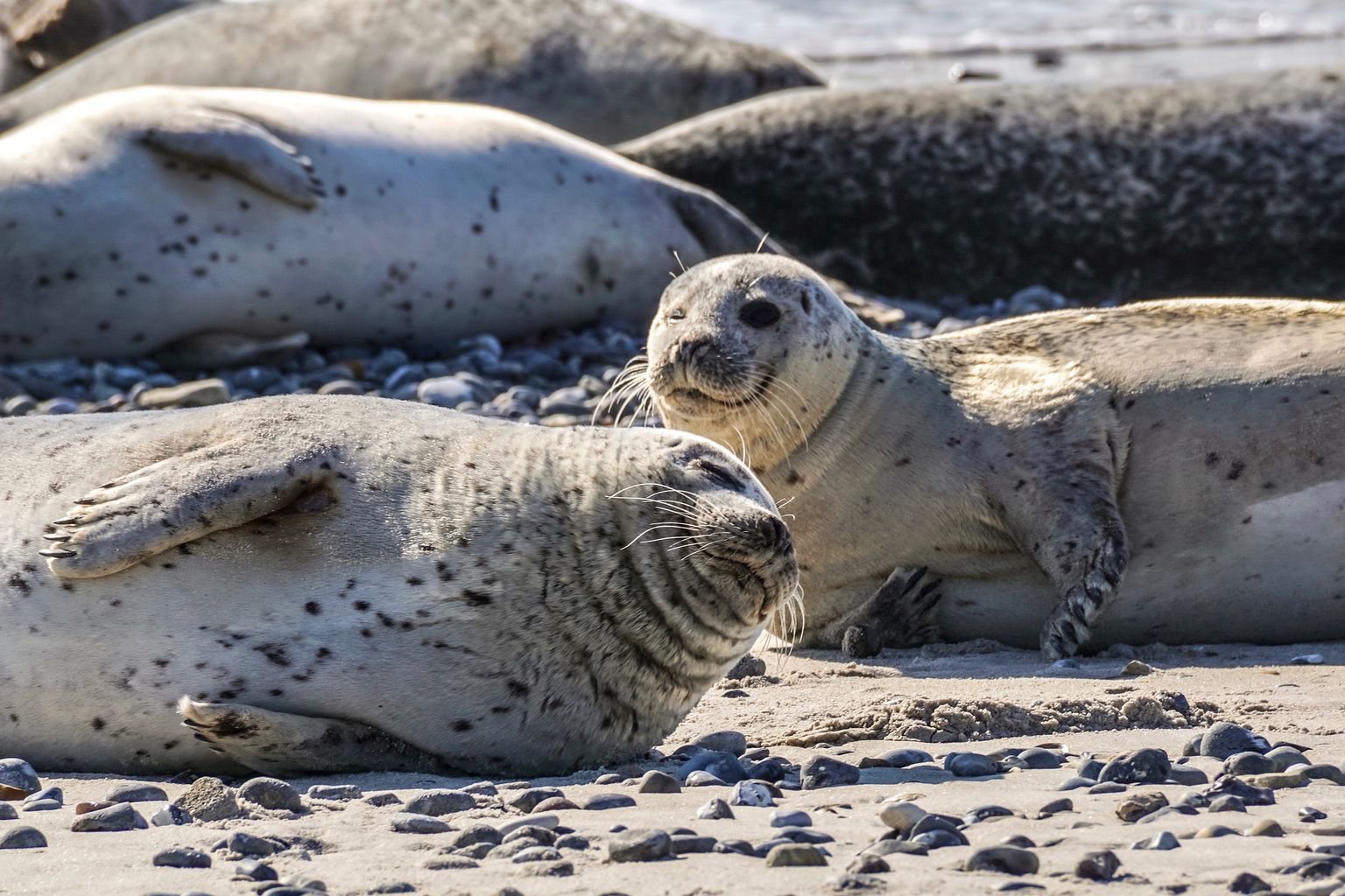 Anger after seals attacked on North East coasts