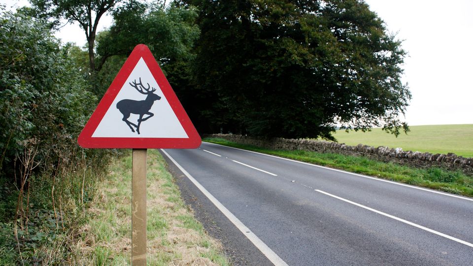 Deer warning sign