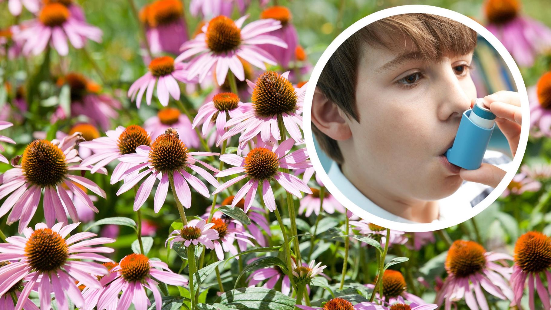 High pollen levels this weekend could badly affect asthma sufferers