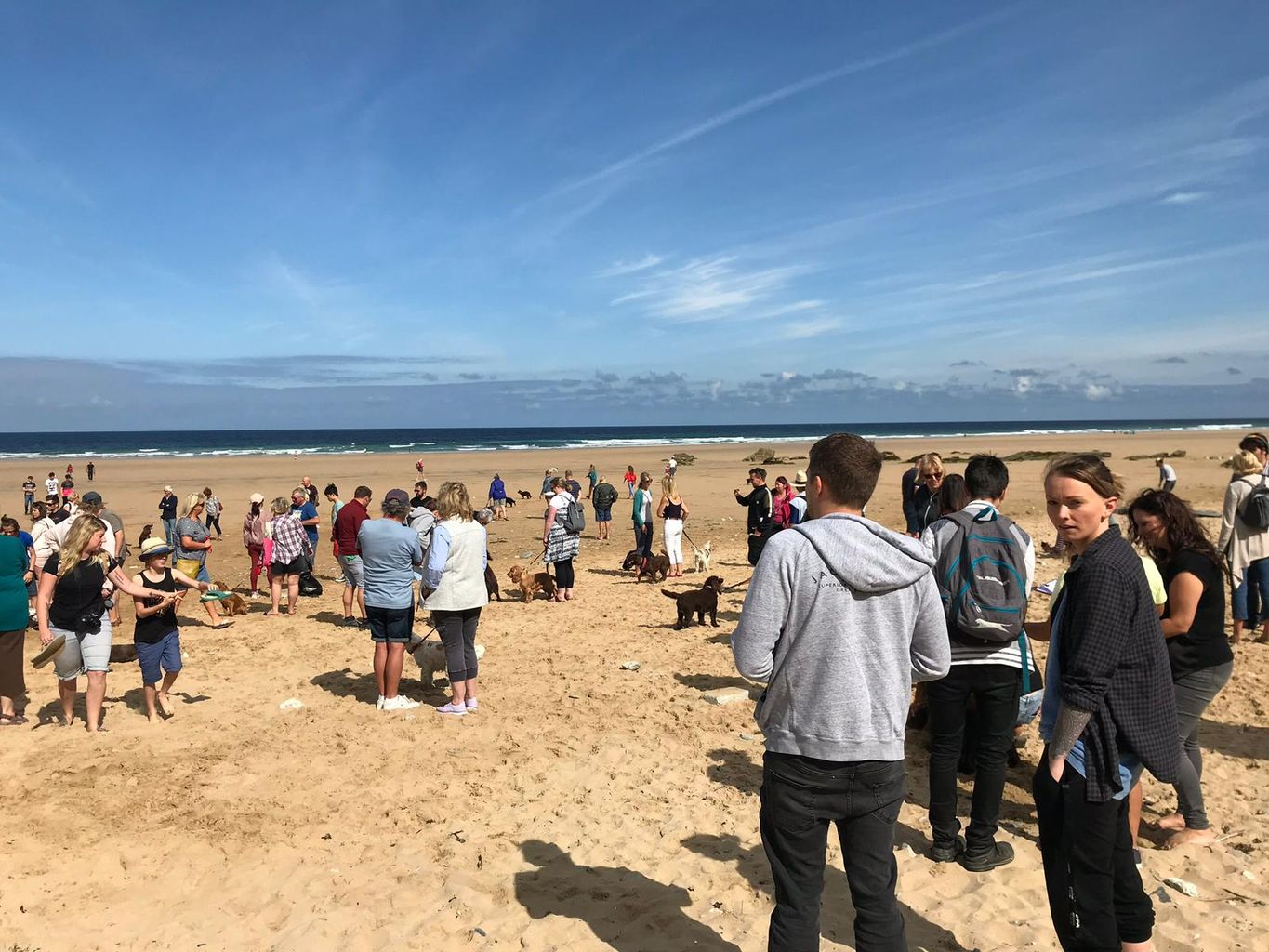 Hundreds of cocker spaniels to meet up on Cornish beach this weekend