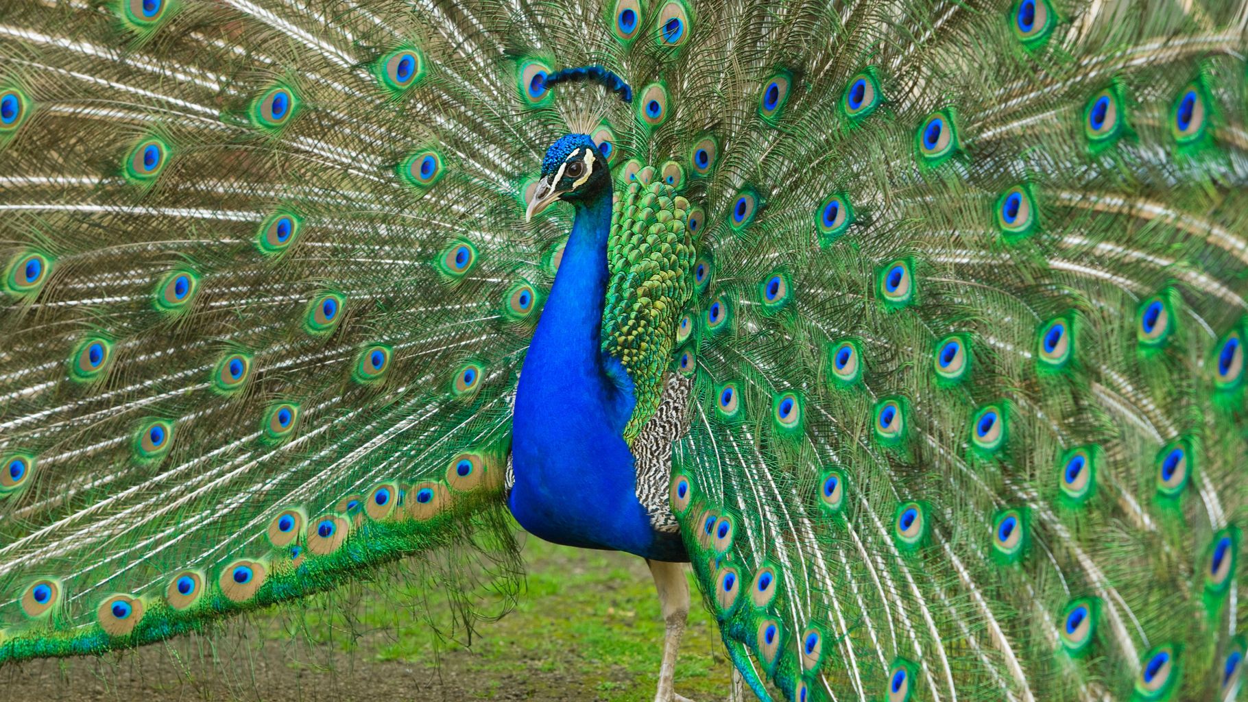 Police identify two children after peacock death in Dunfermline