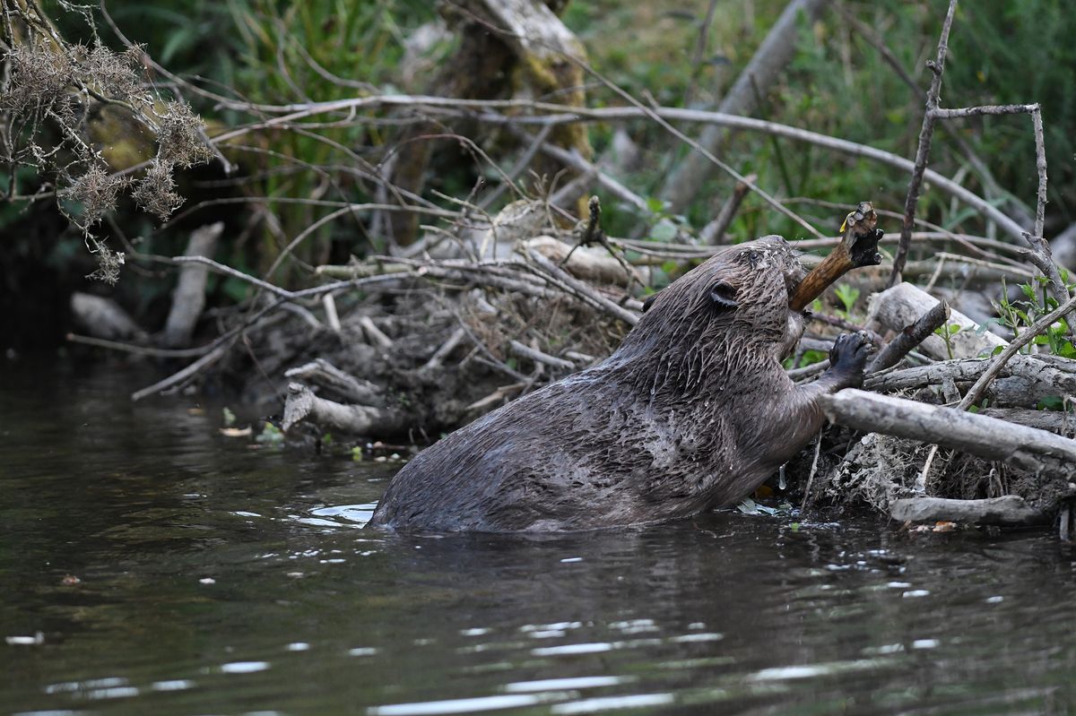 Cornwall project shows beavers could be vital in creating natural flood ...