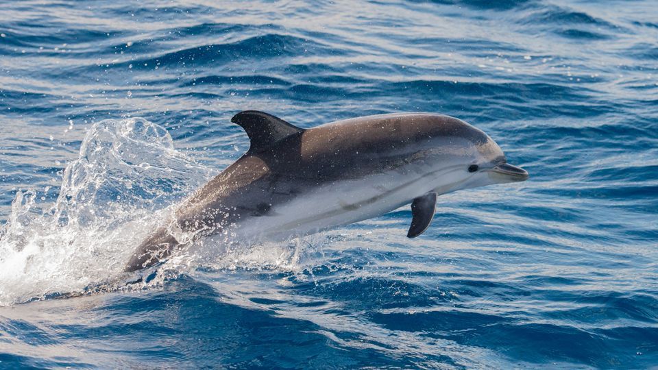 Best places to spot dolphins along Northern Ireland's coast | Places ...