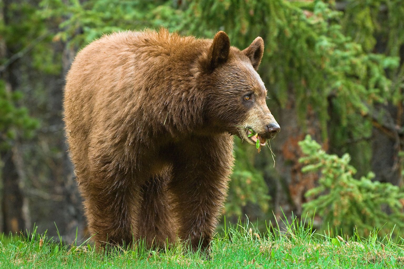 Female bears nest near humans News West FM