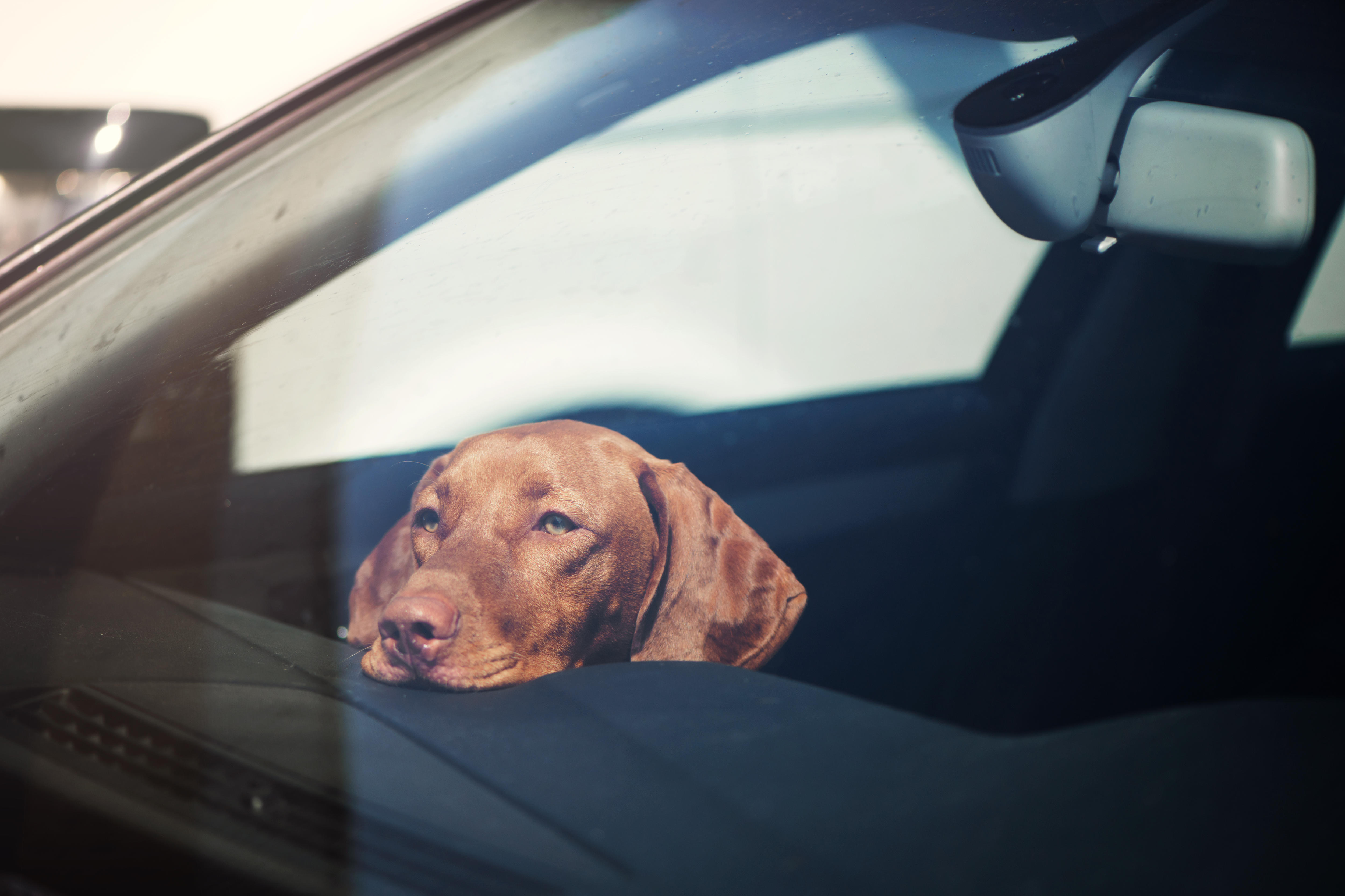 Man arrested after dog found TRAPPED in car during record breaking heatwave