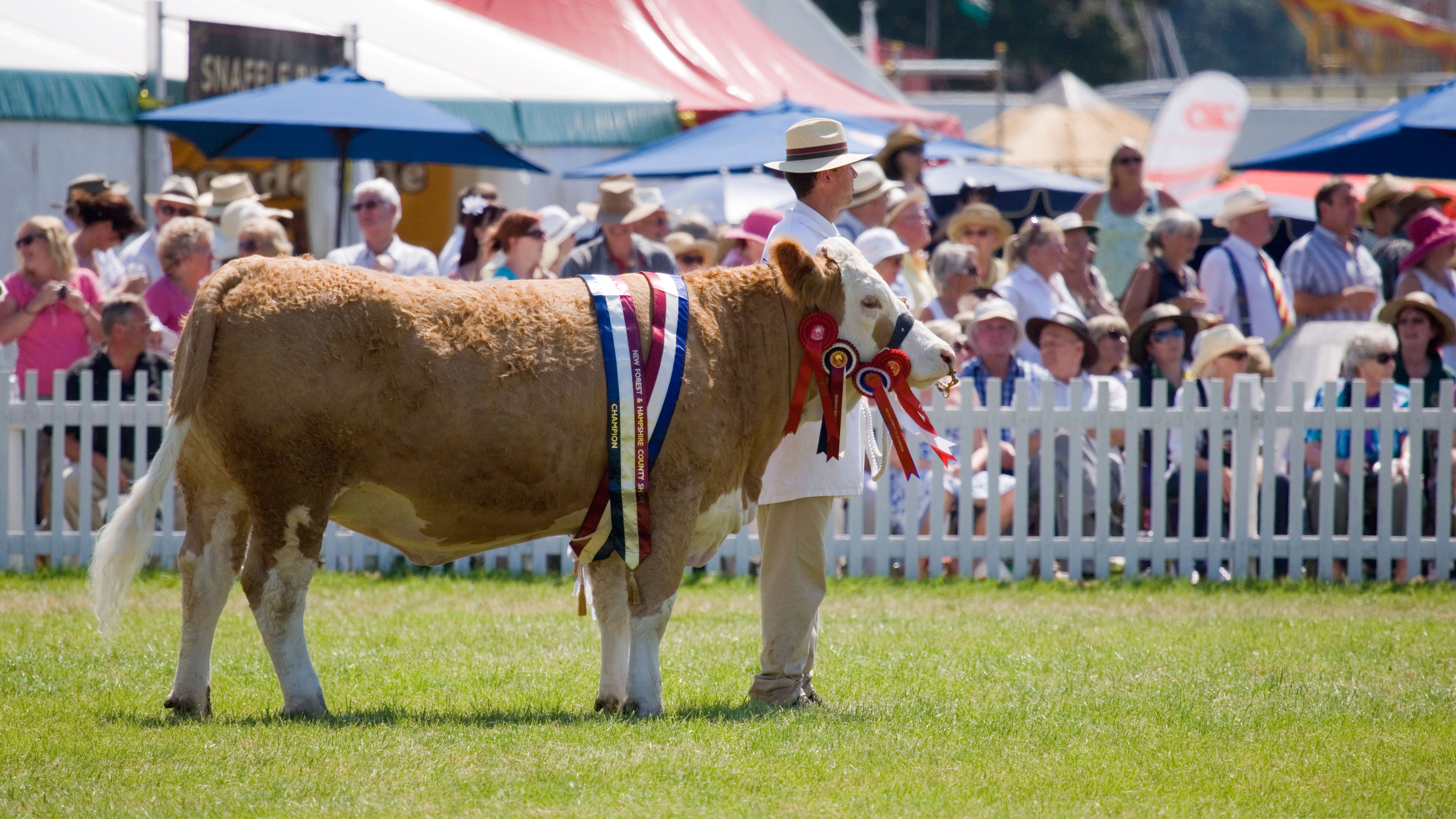 Cattle showing at New Forest and Hampshire County Show
