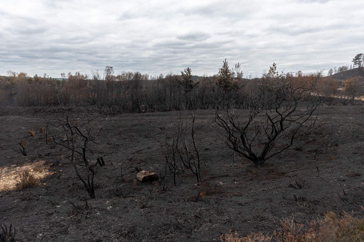 Urgent fundraising appeal launched by Surrey Wildlife Trust after wildfire
