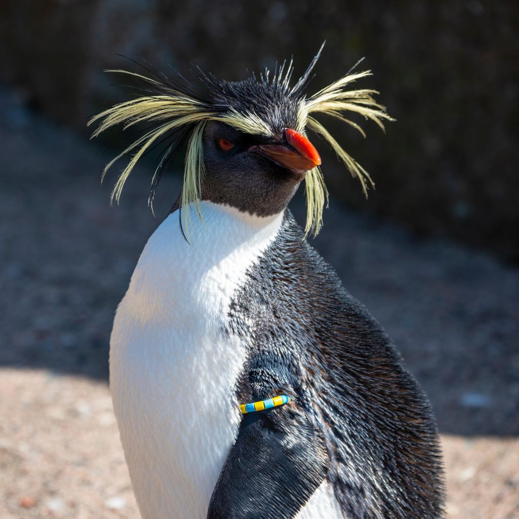 Edinburgh Zoo's oldest penguin dies in fox attack