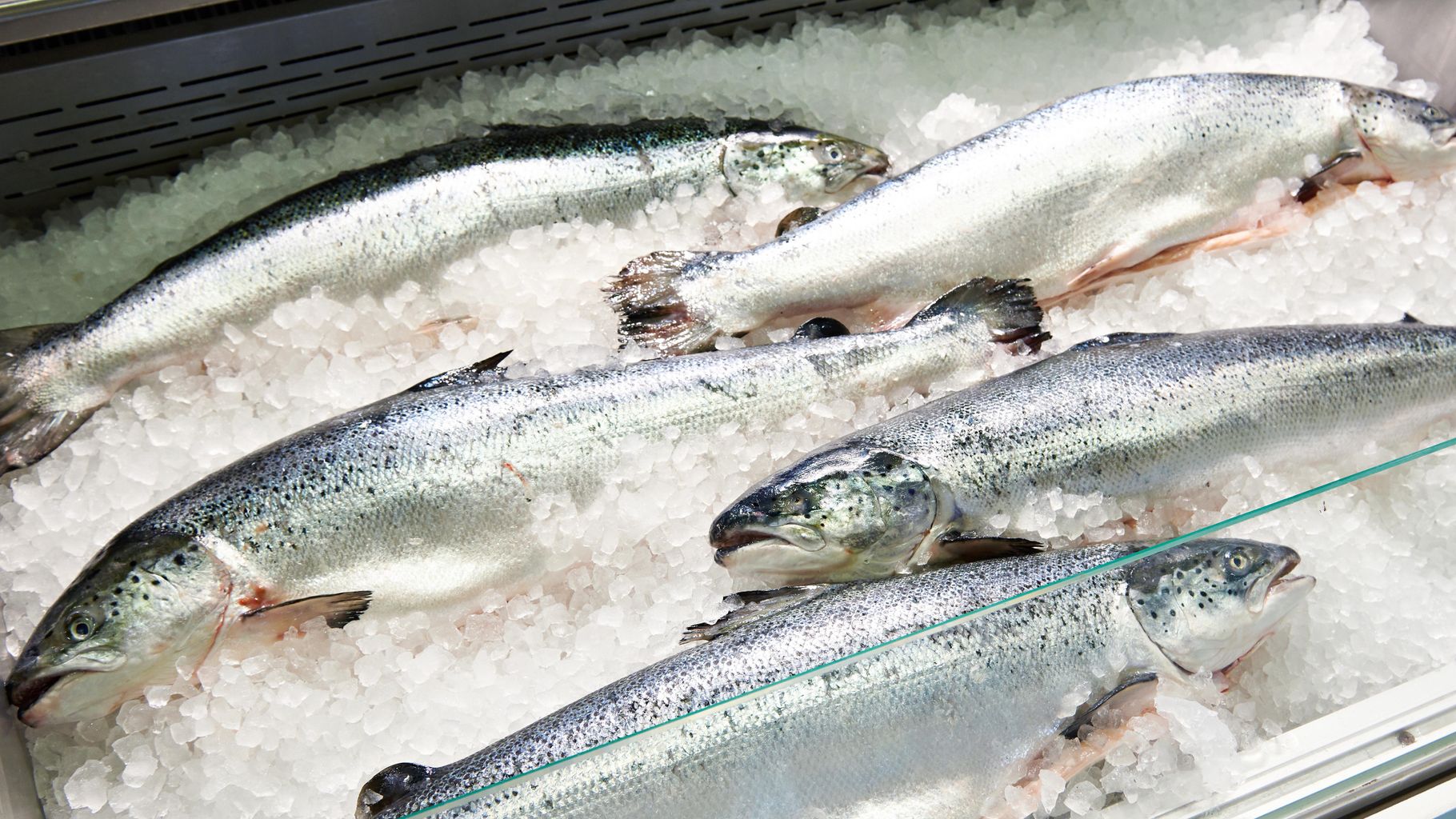 Scottish salmon industry facing 'acute' labour shortages, bosses warn