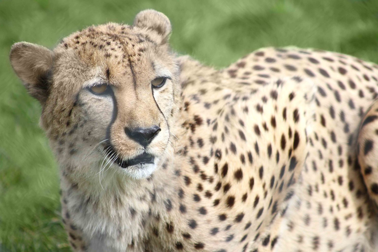 Cheetah enclosure getting upgraded thanks to donations