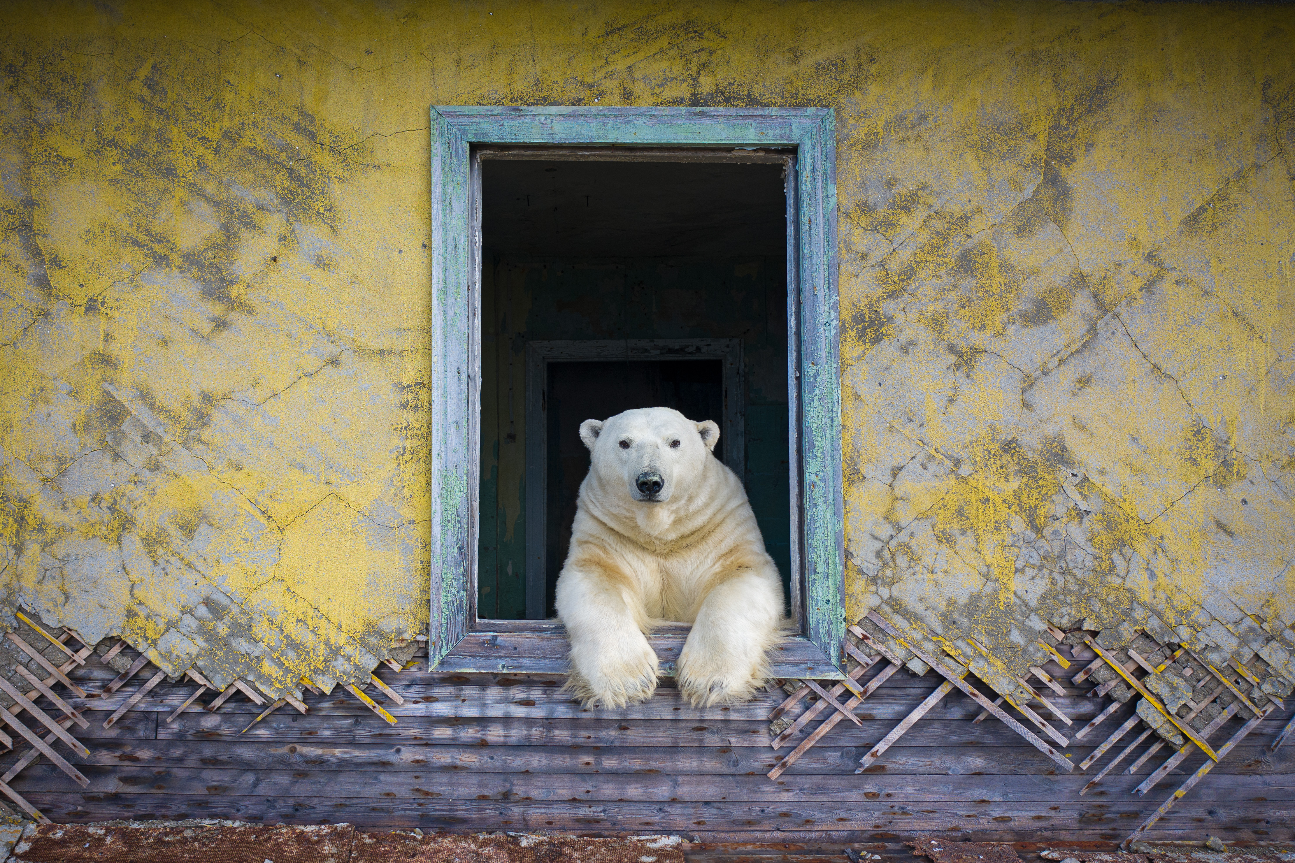Incredible photos unveiled from this years Wildlife Photographer of the ...