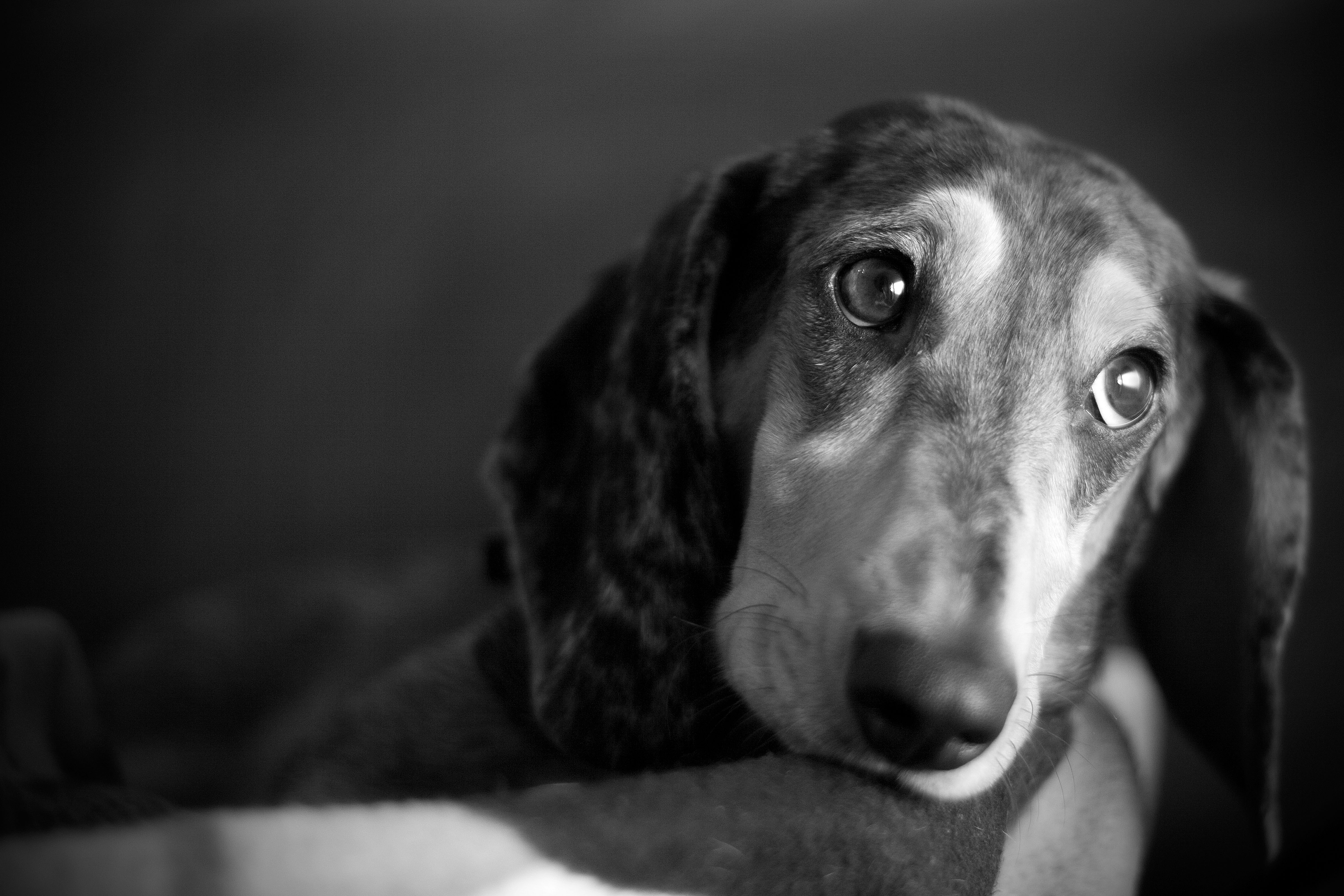 Buckinghamshire sees 11 increase in pet abandonment News Greatest