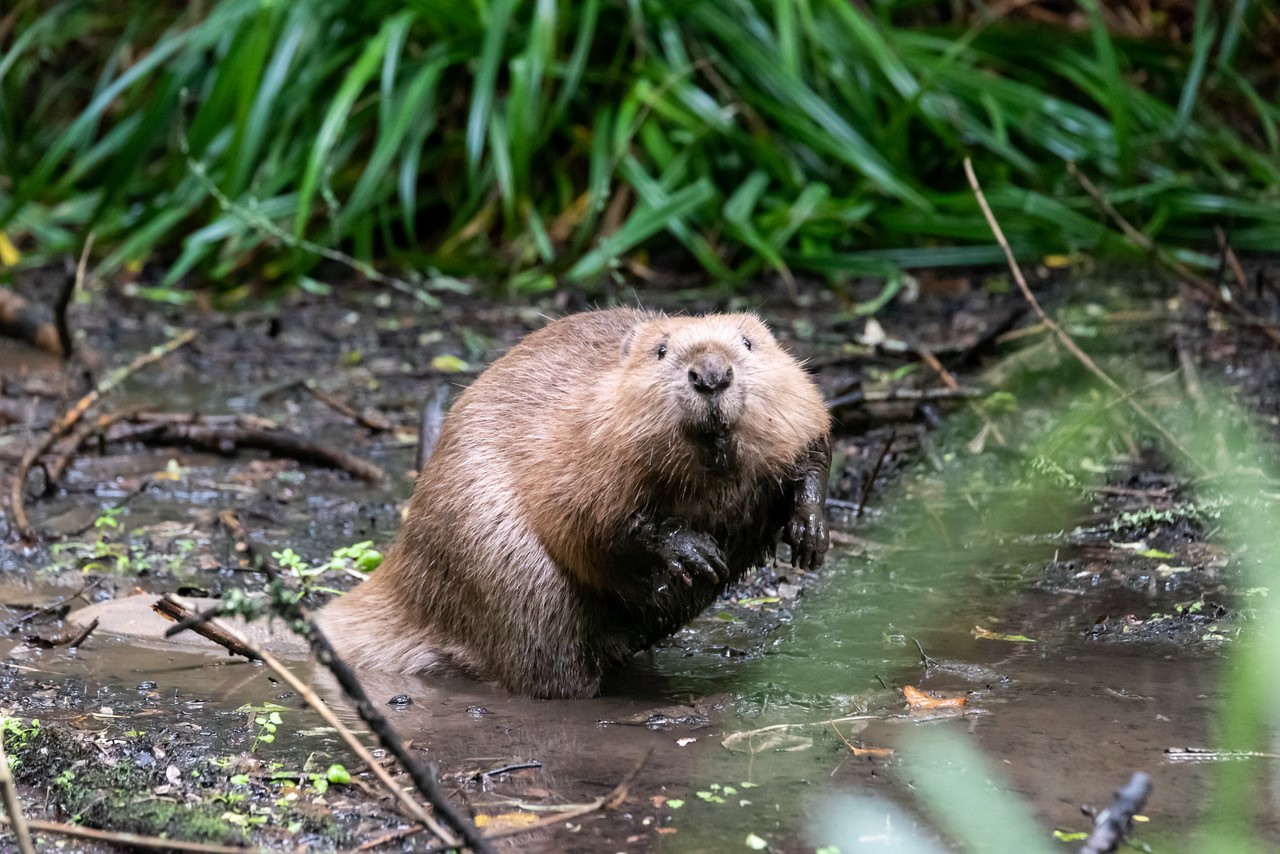 Beavers are back at Mapperton after 400 years | GHR Dorset