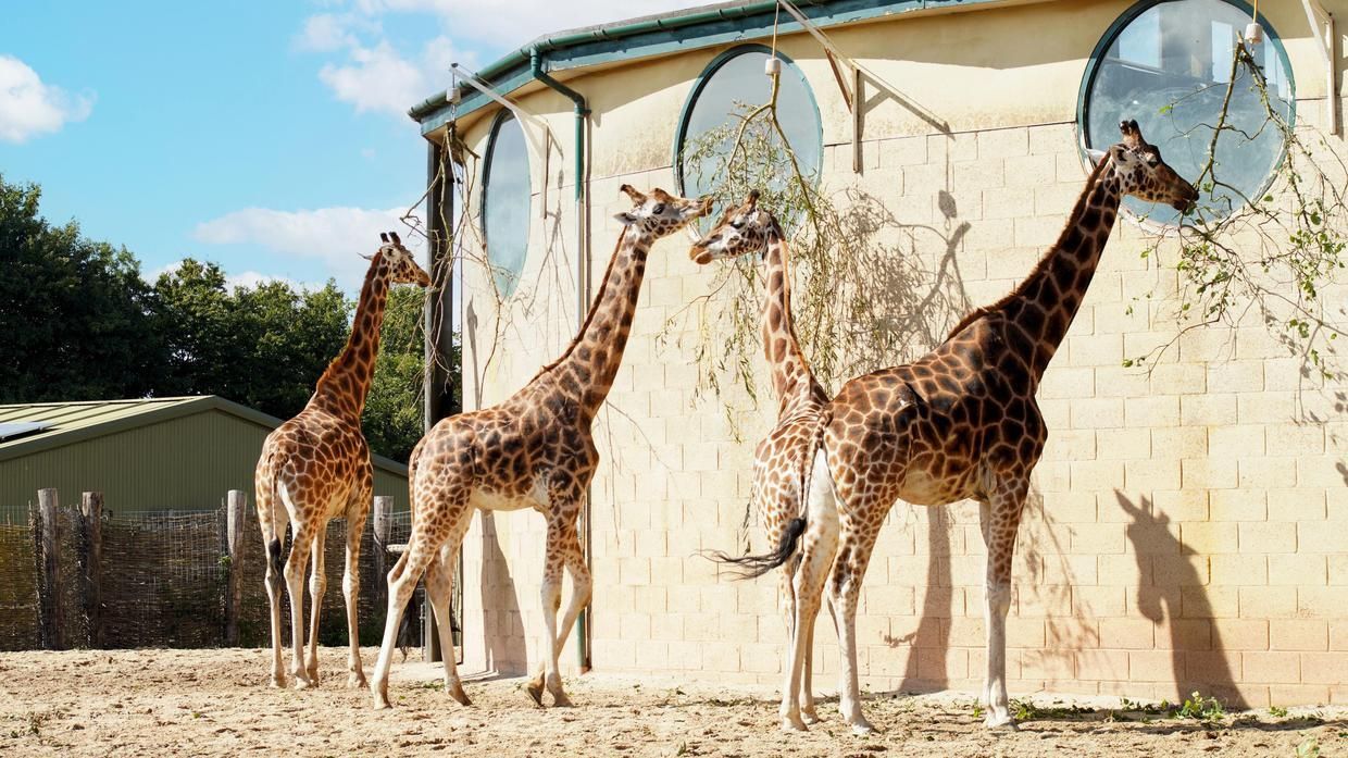 Marwell Zoo welcomes new giraffe arrival with love-heart on cheek ...