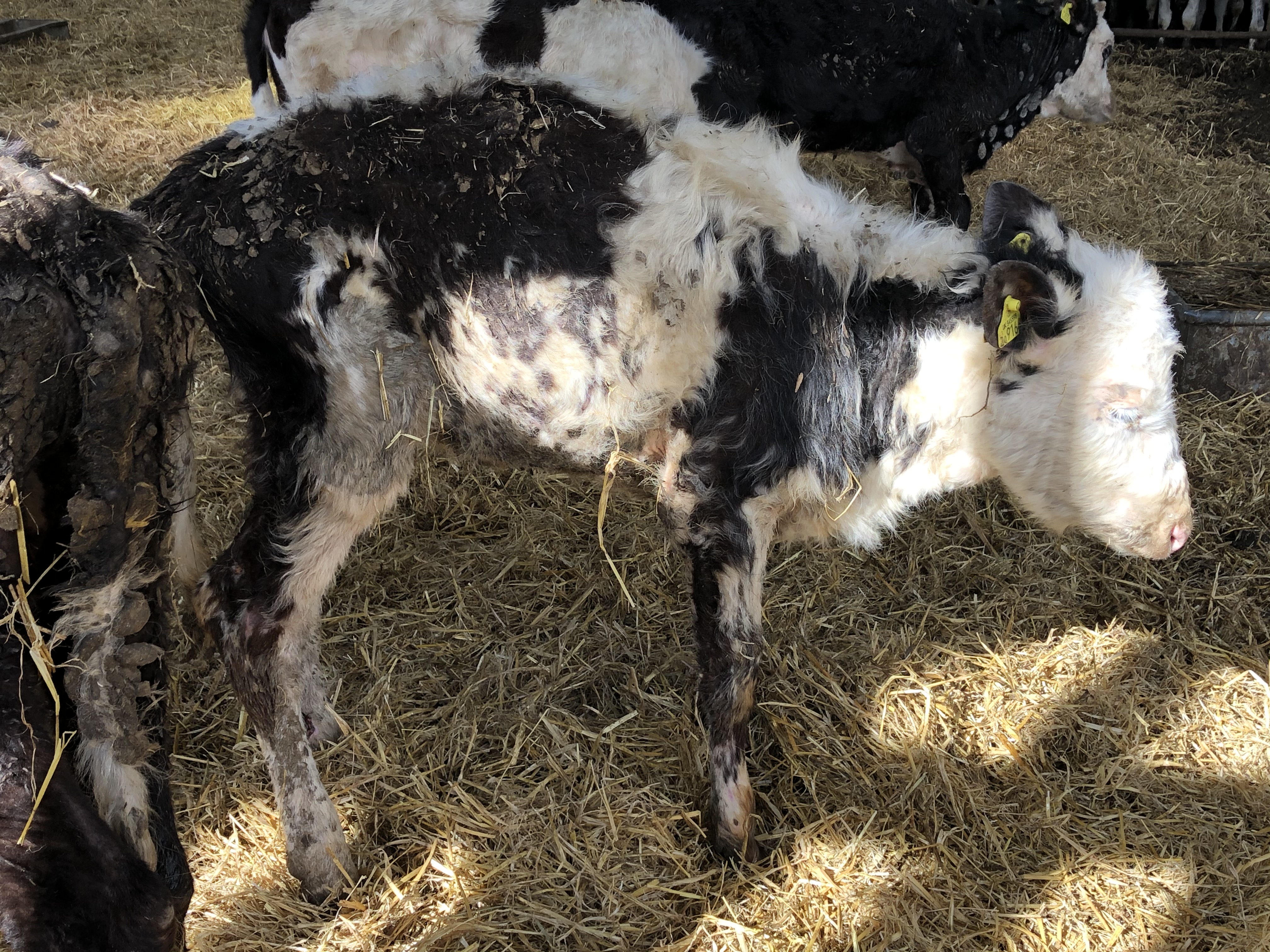 Dairy farm in West Dorset fined £52,000 for causing unnecessary ...