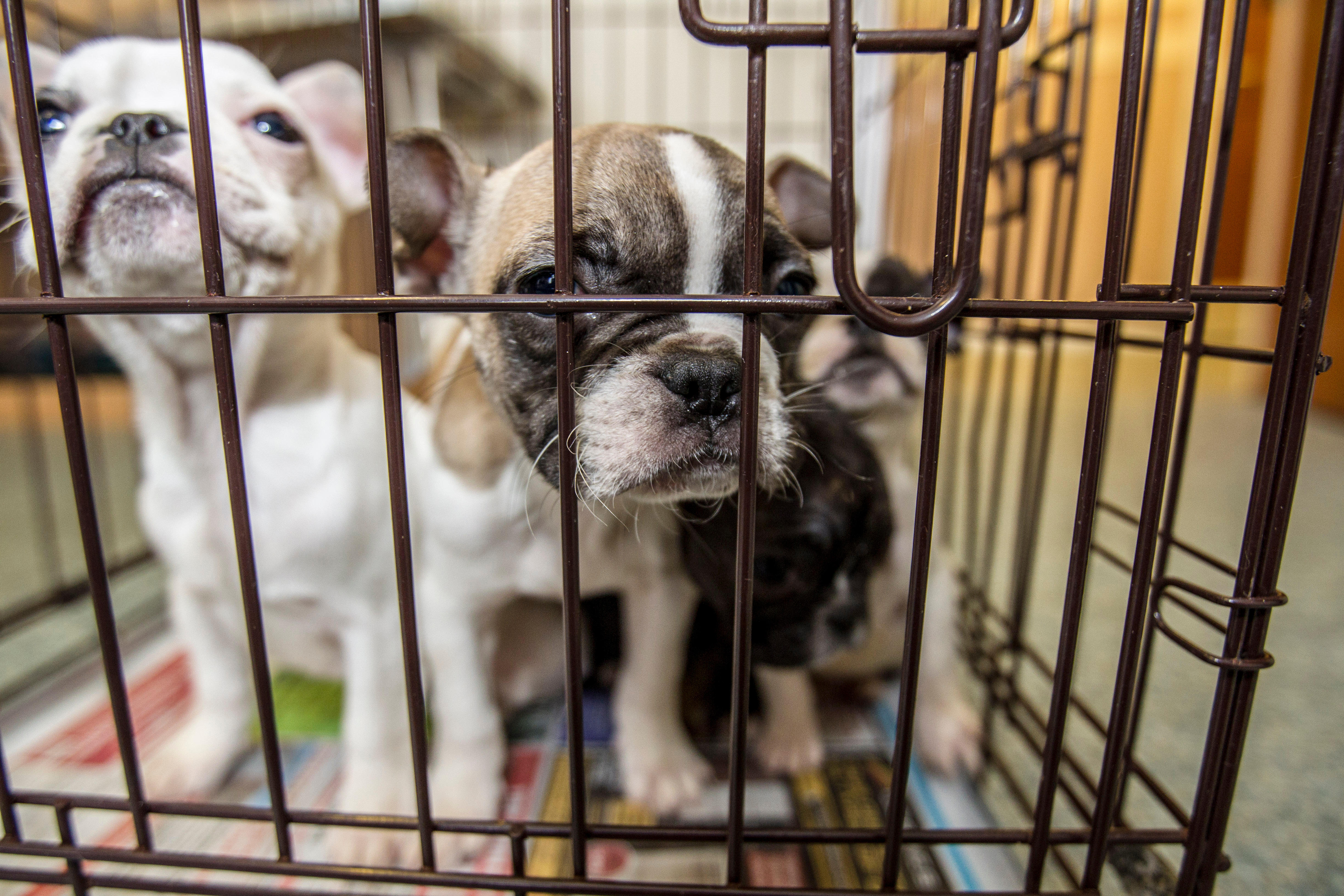 Puppy farms hot sale near me