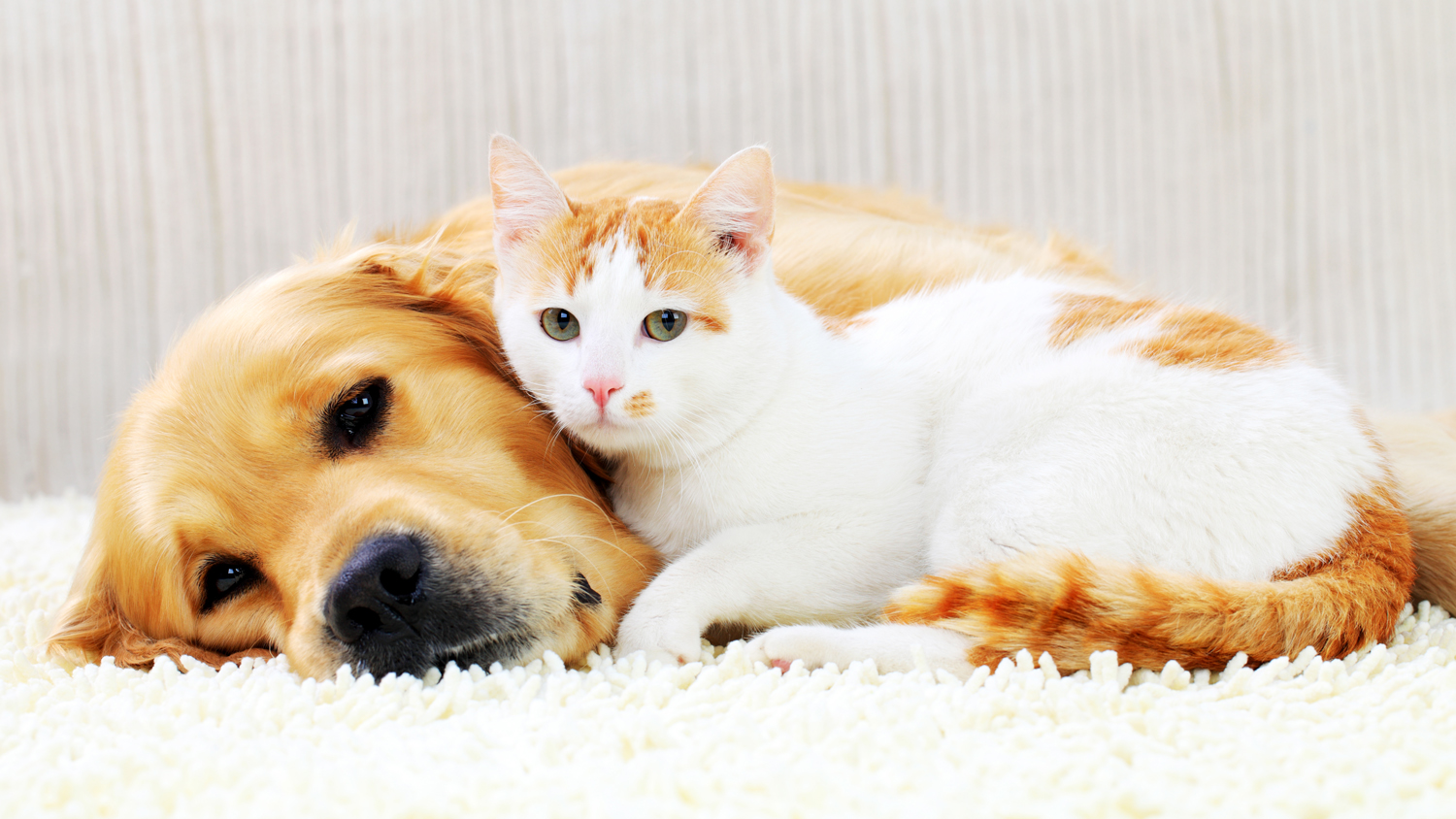 The most popular pet names of 2022 have been revealed