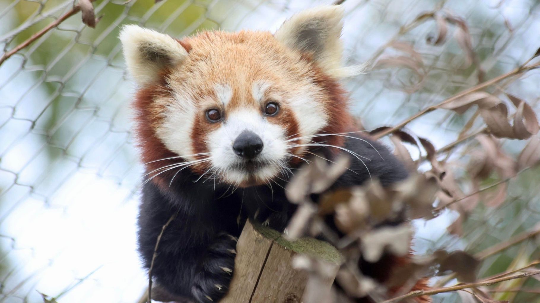 Red pandas 'already getting through lots of bamboo' | News - Greatest ...