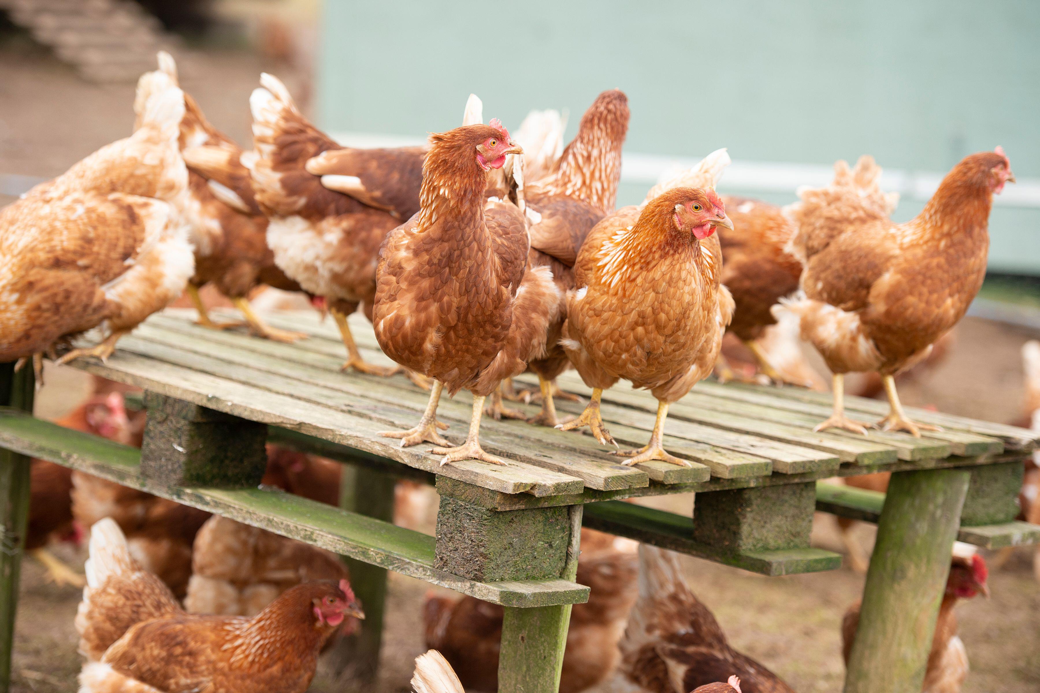Bird flu: new cases confirmed across East and UK prevention zone ...
