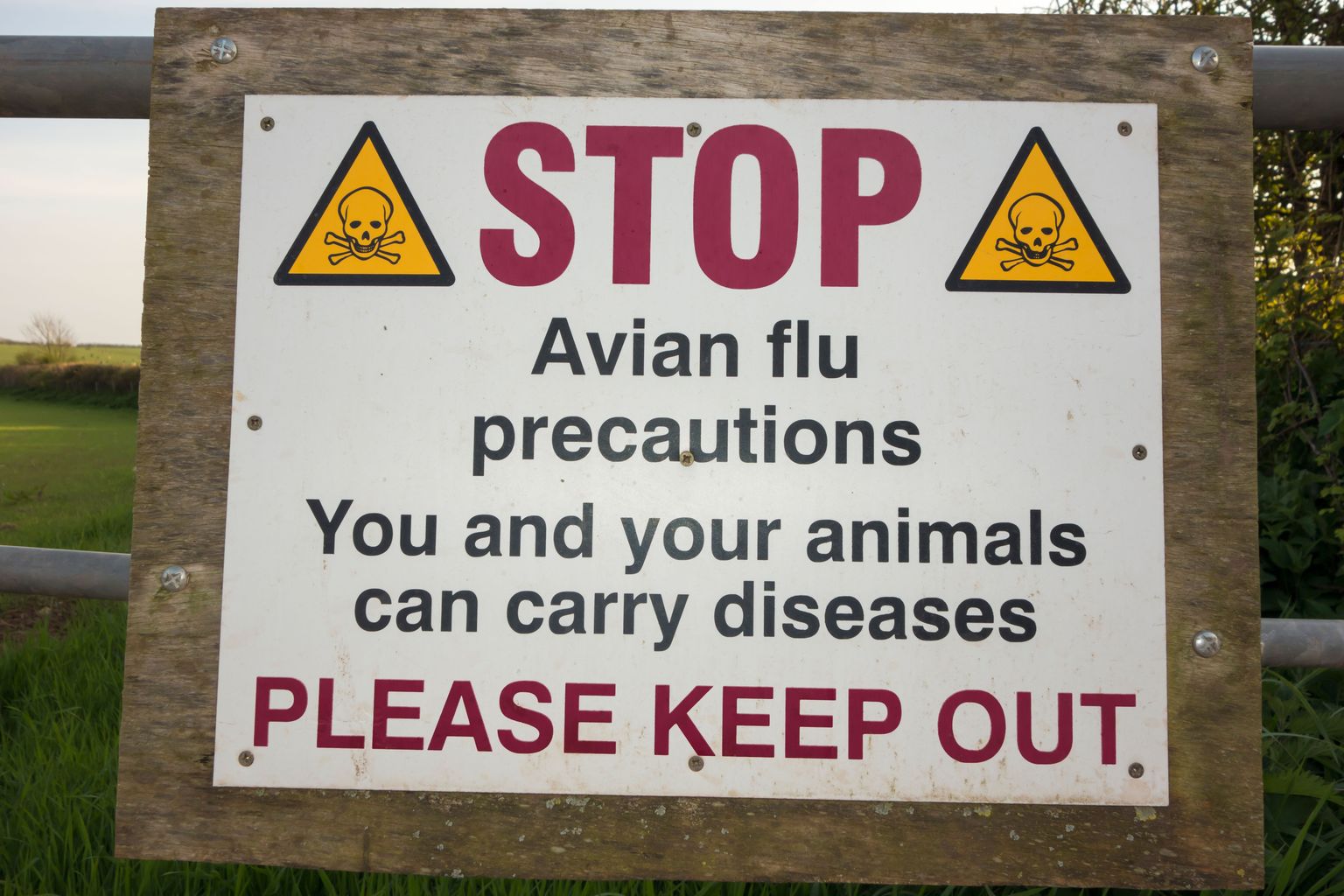 Bird flu prevention zone declared in Wales, England and Scotland