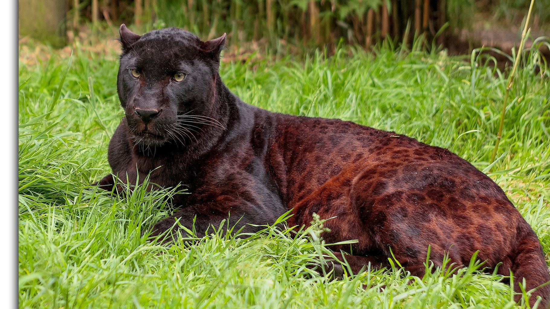 Tributes to popular 'Exmoor beast' after his passing | News - Hits ...