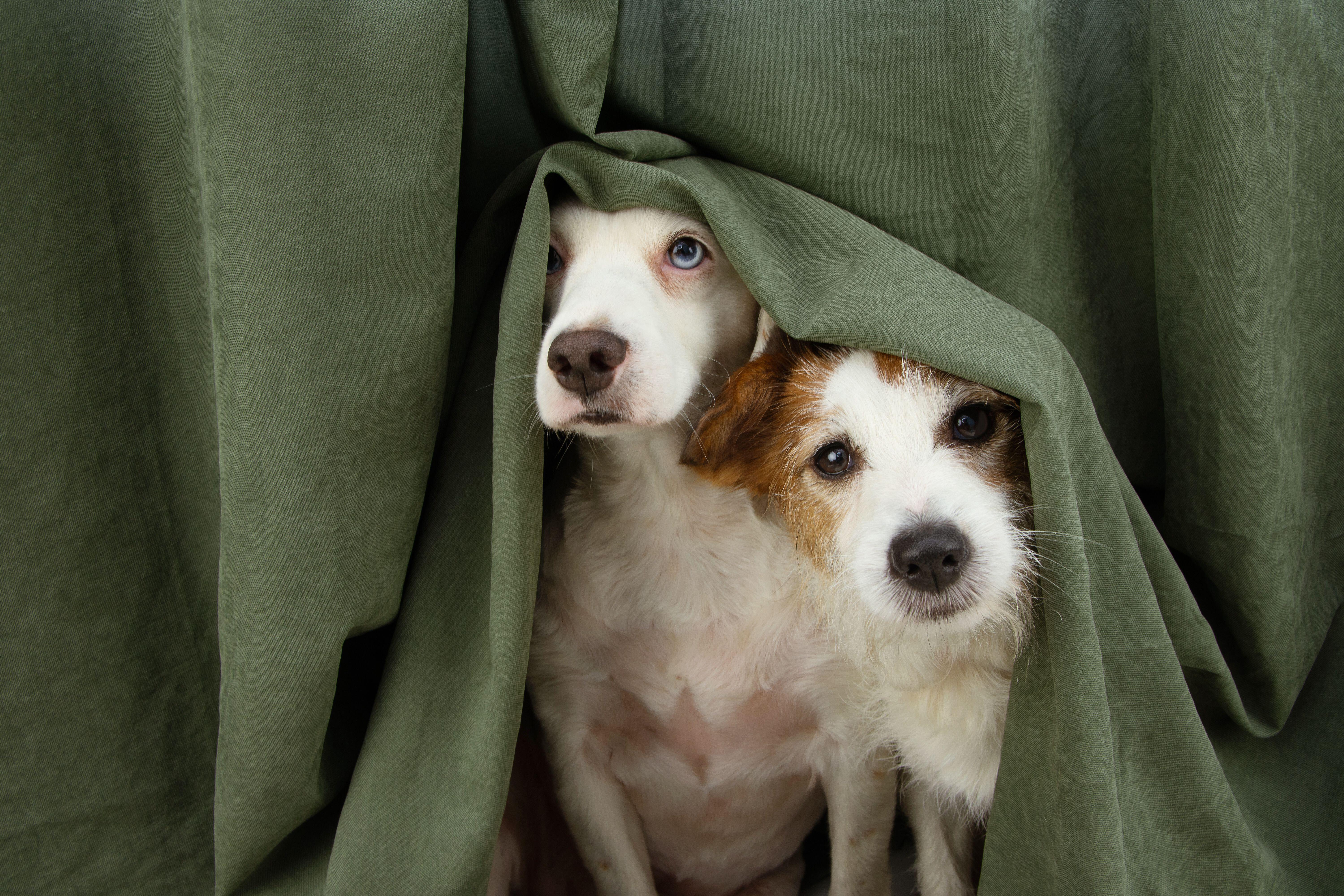 Dogs discount trust blankets