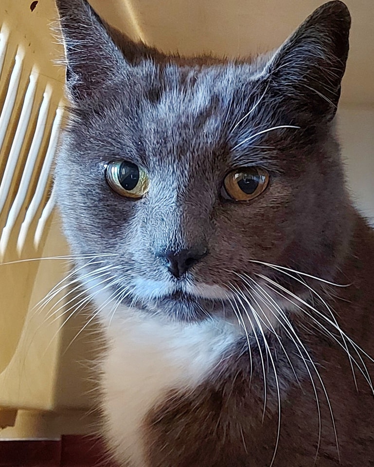 Cat reunited with family in Norfolk FIVE YEARS after going missing ...