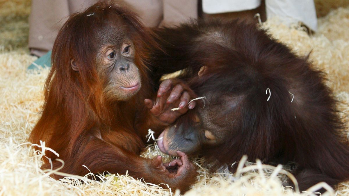 Monkey World asks Dorset residents to chip in and help feed their apes