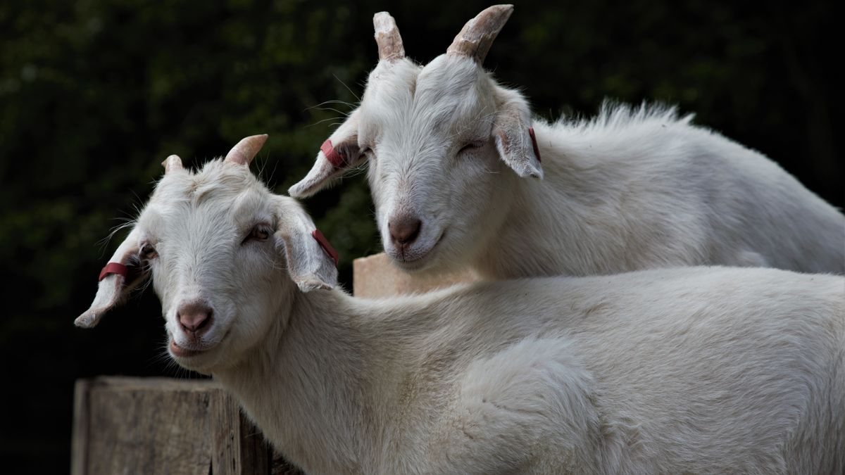 Apollo Goats Buckinghamshire farm left 'devastated' after seven goats are stolen ...