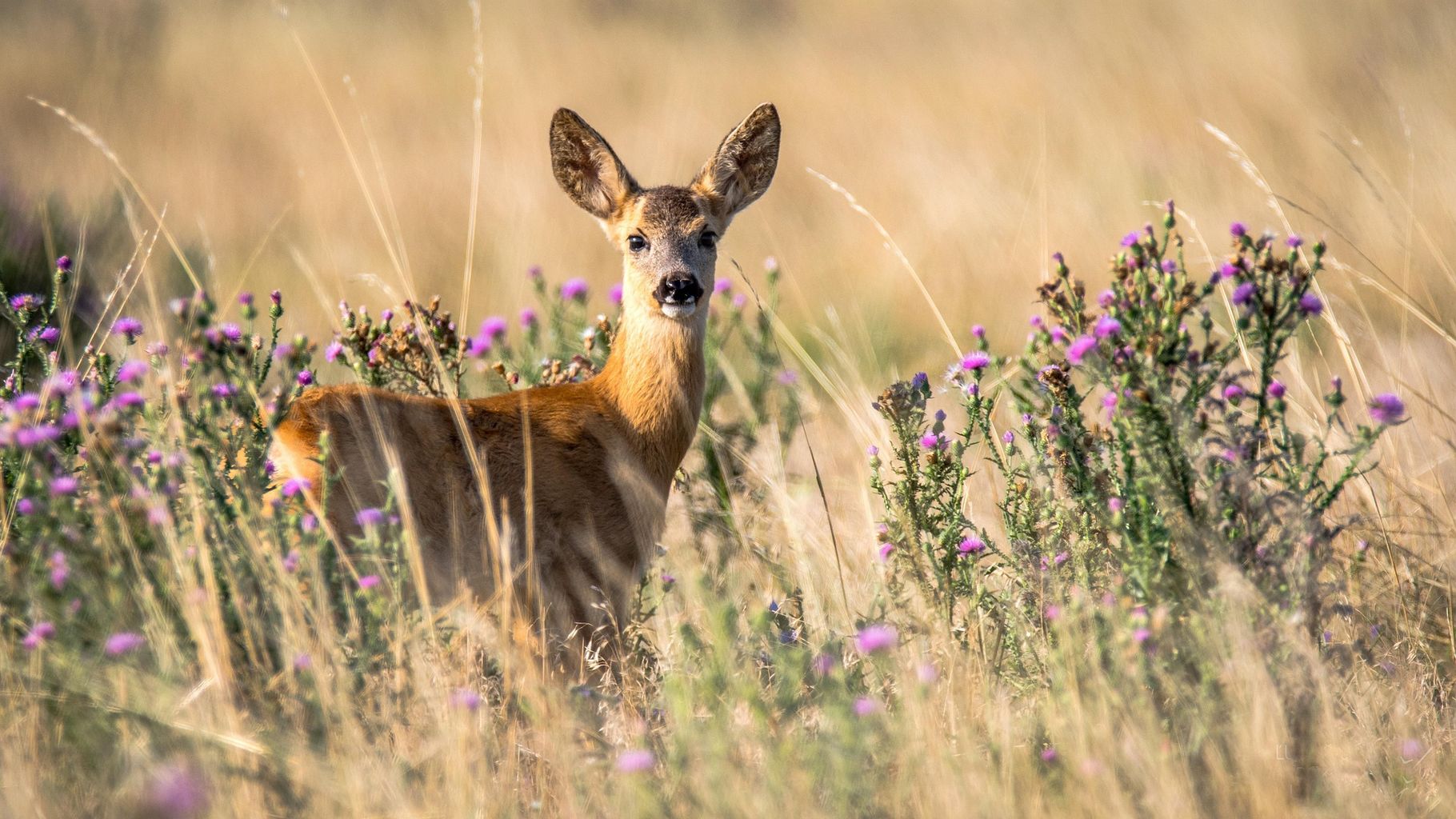 win-it-minute-what-is-a-female-deer-called-gaming-northsound-1