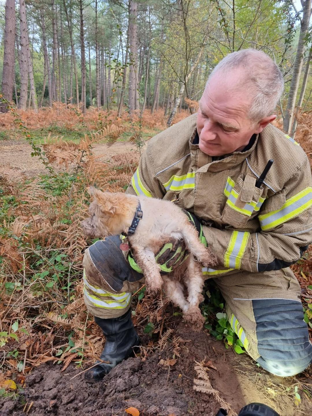 Dog rescued by firefighters after being stuck down rabbit hole in ...