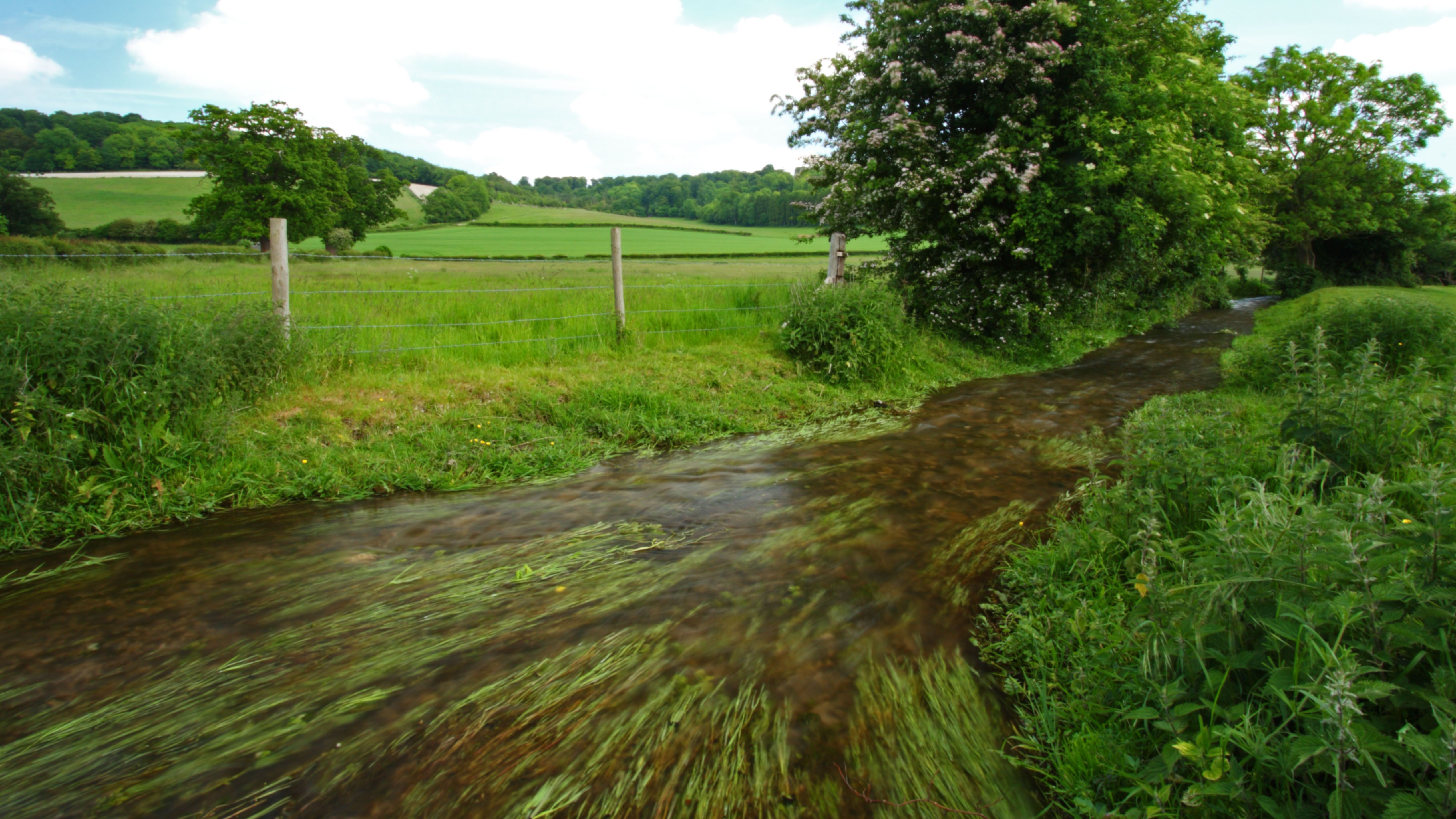 Sewage found in chalk streams across Bucks