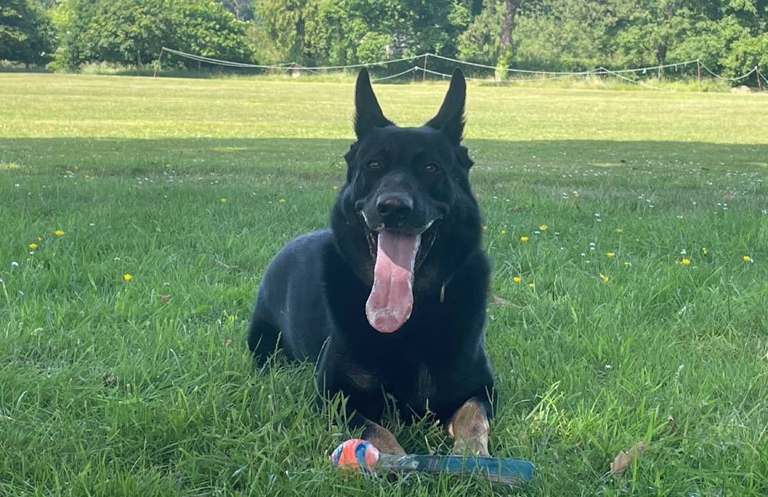 Police Dog Helps Catch Drug Driver In Chichester News Greatest Hits 