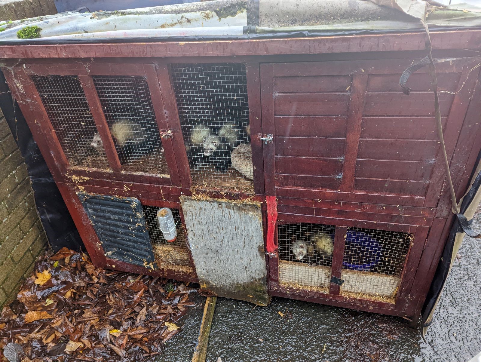 Thirteen ferrets dumped in two filthy hutches prompts RSPCA investigation News undefined