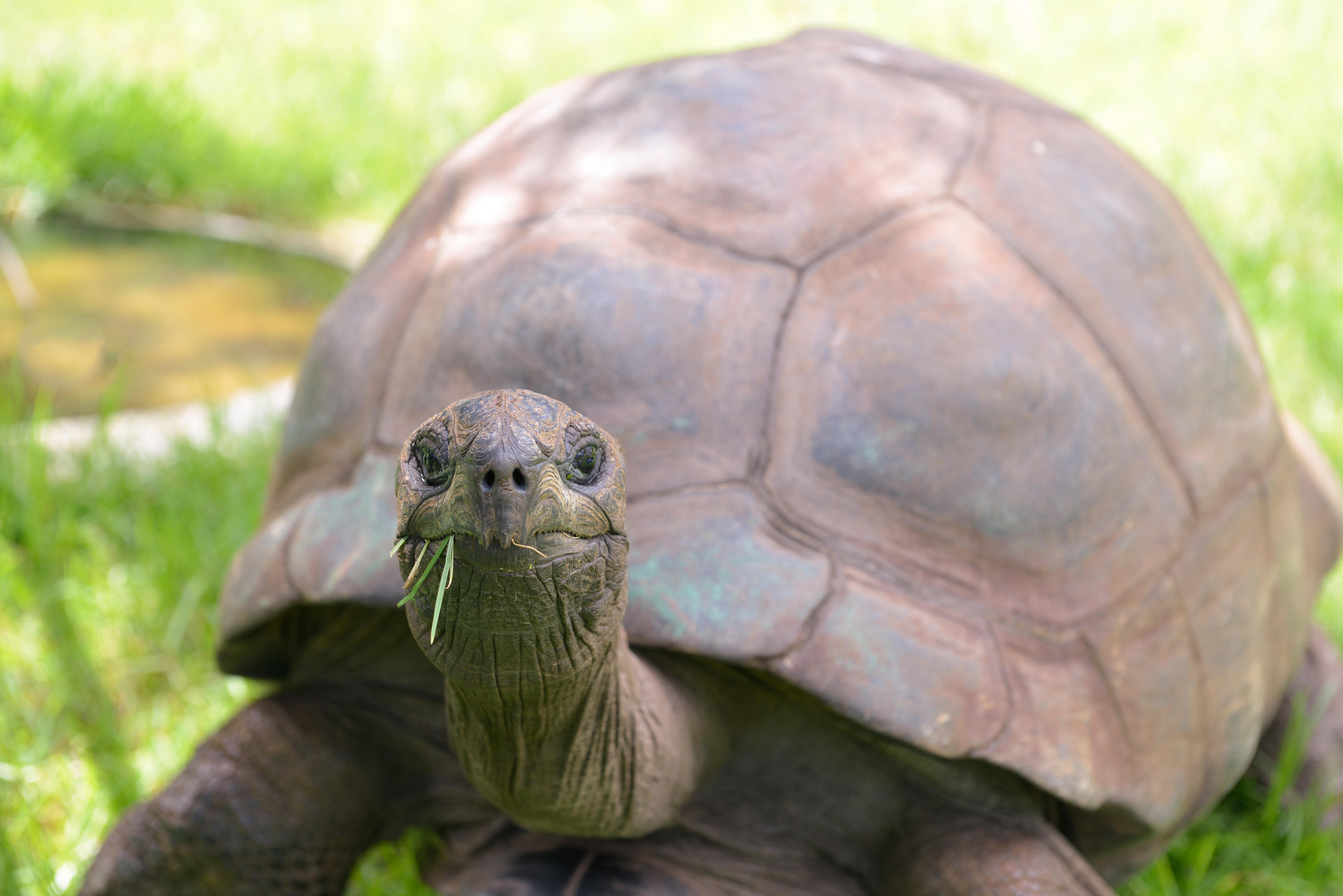 World S Oldest Tortoise Jonathan Turns 190 News Wave 105   E6KJAB 