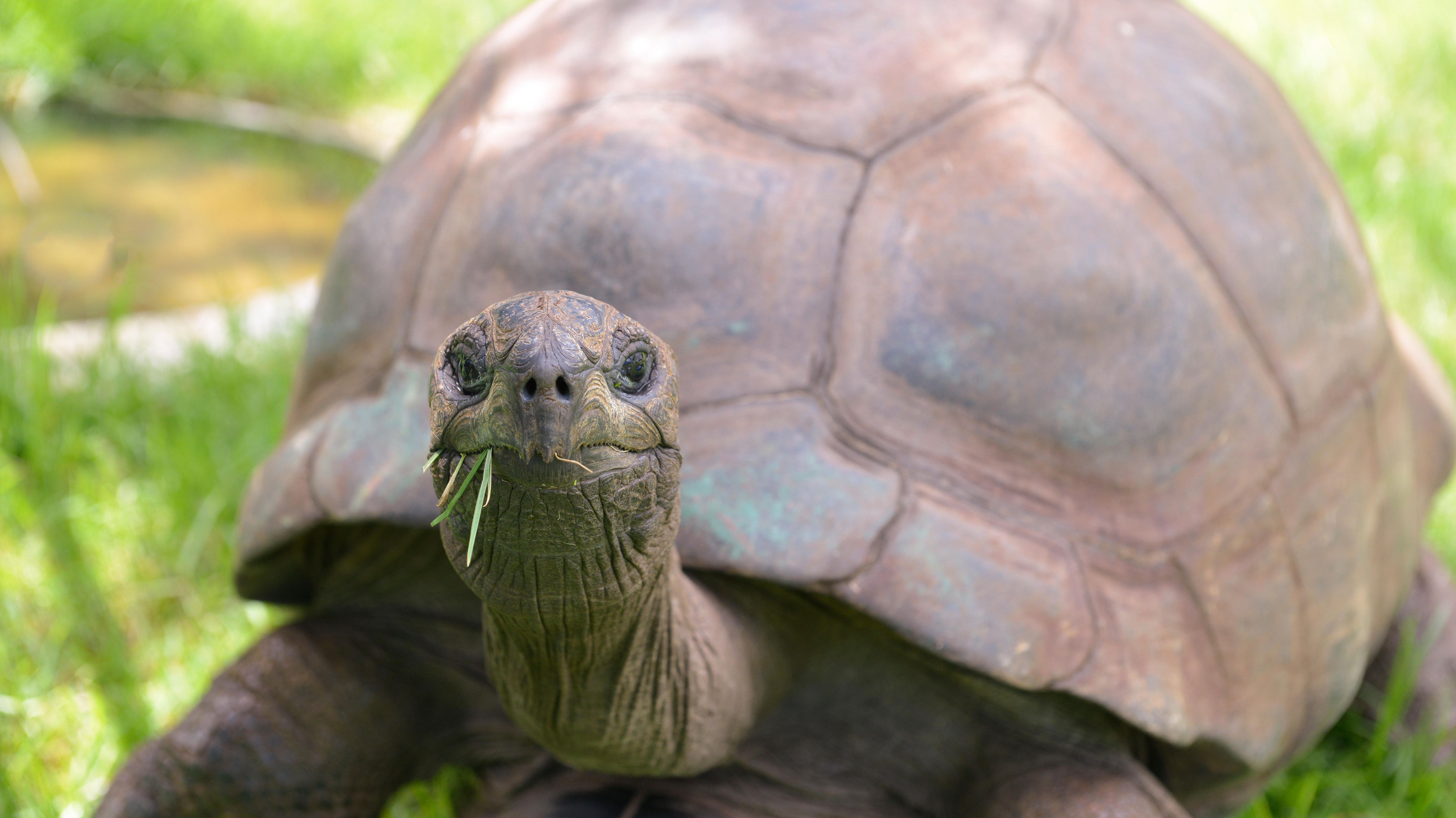 world-s-oldest-tortoise-jonathan-turns-190-news-radio-city