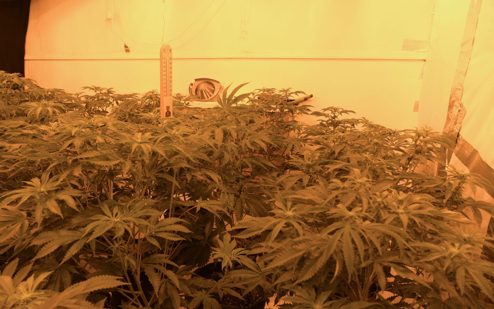 Cannabis Plants Seized In Boston As Part Of Drugs Operation News cannabis-plants-seized-in-boston-as-part-of-drugs-operation-news